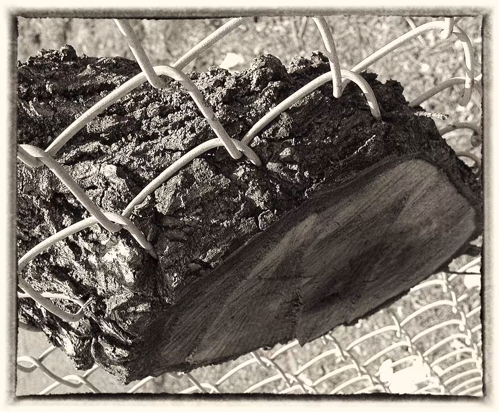 Nature Finds A Way - 2003