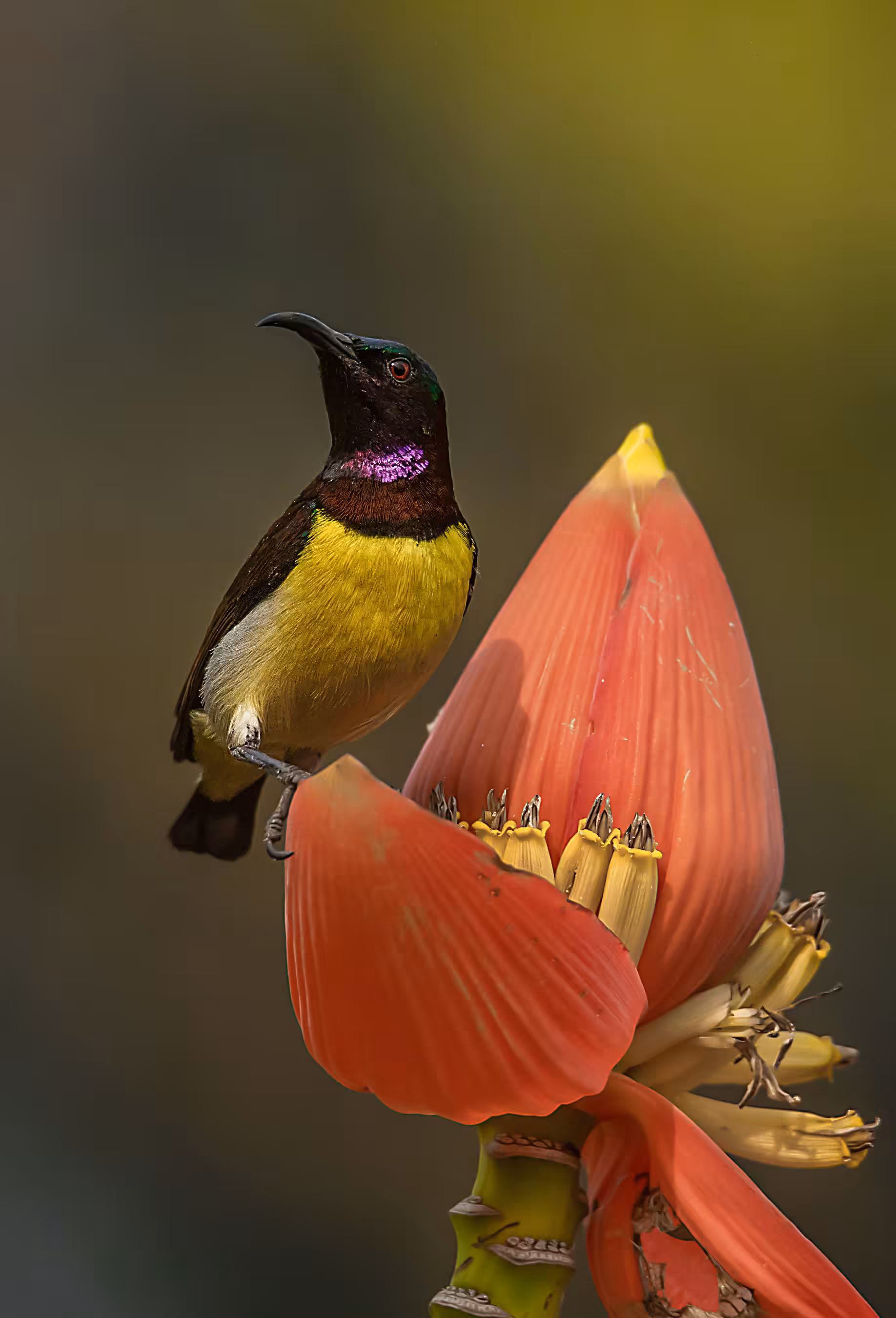 PURPLE RUMPED SUNBIRD(MALE)