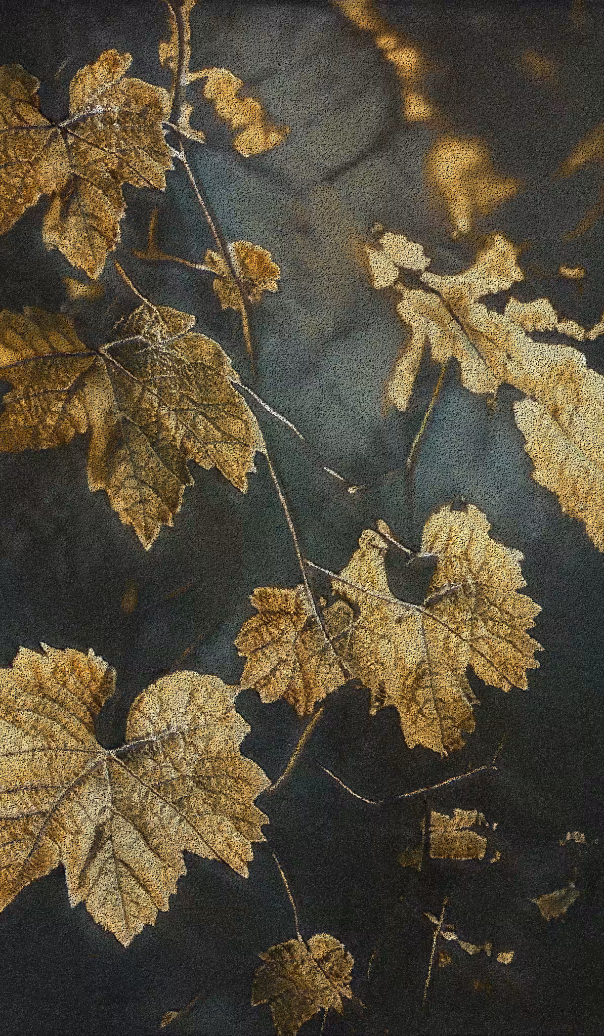 Apparatus Vitis #67