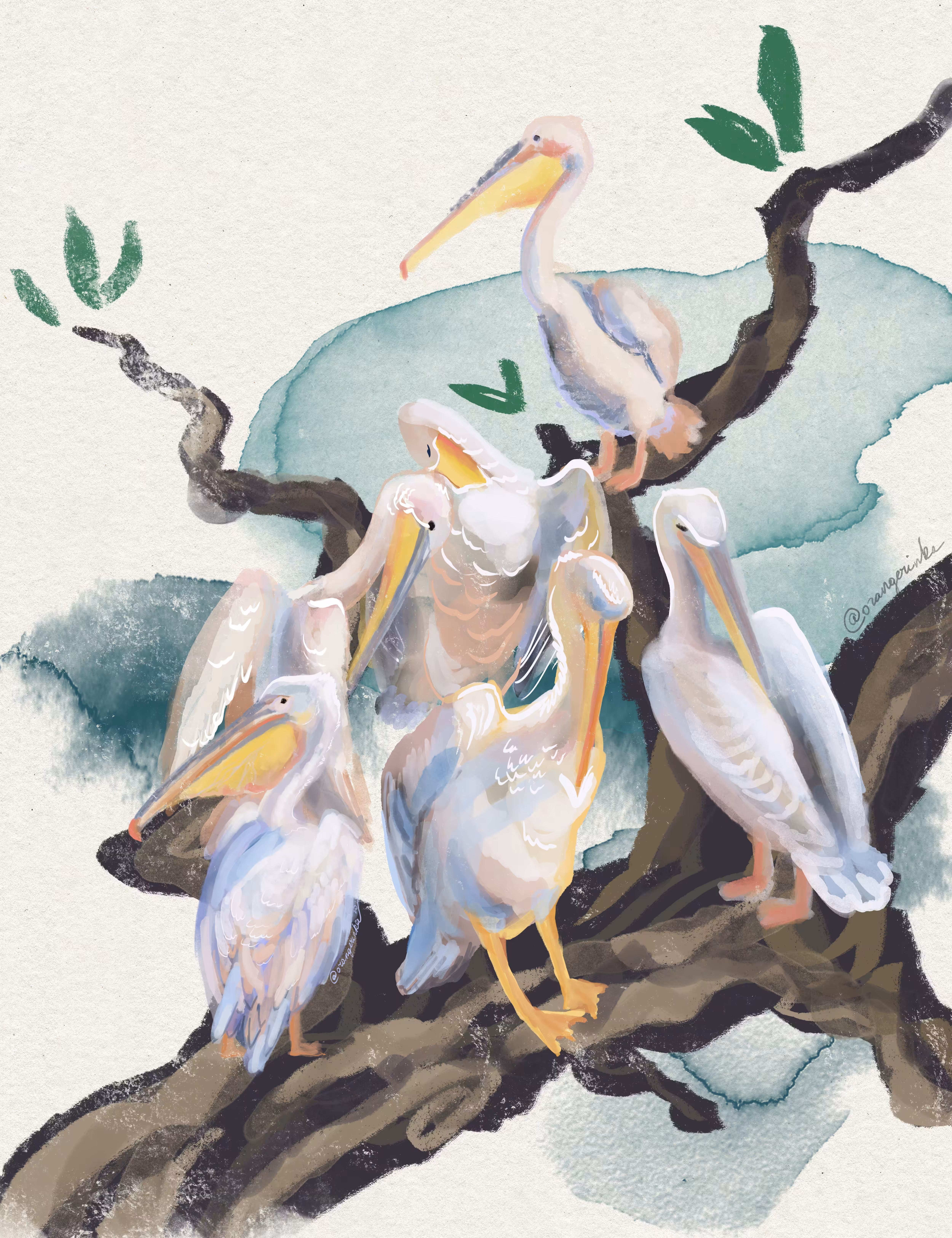 Pelicans