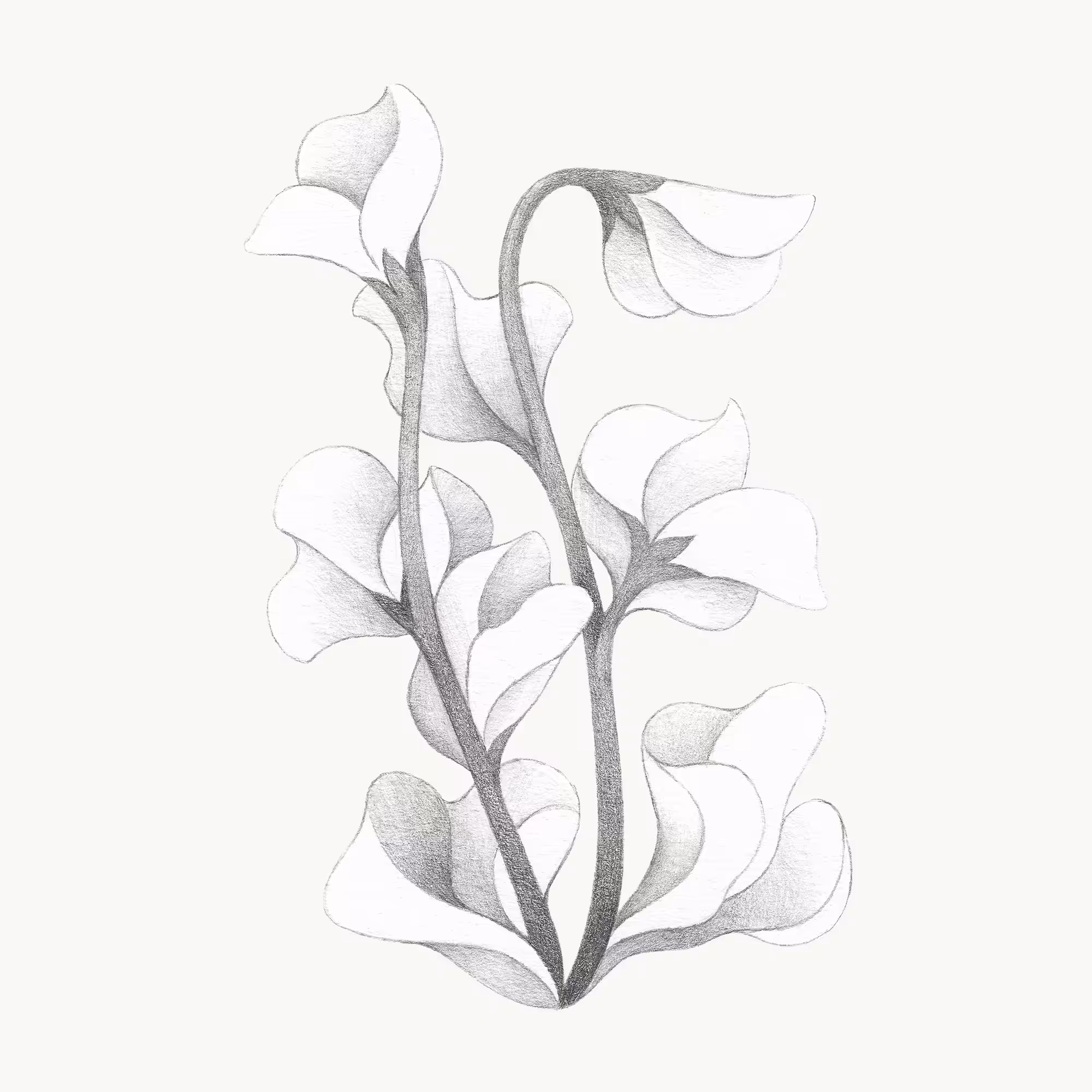 Sweetpea