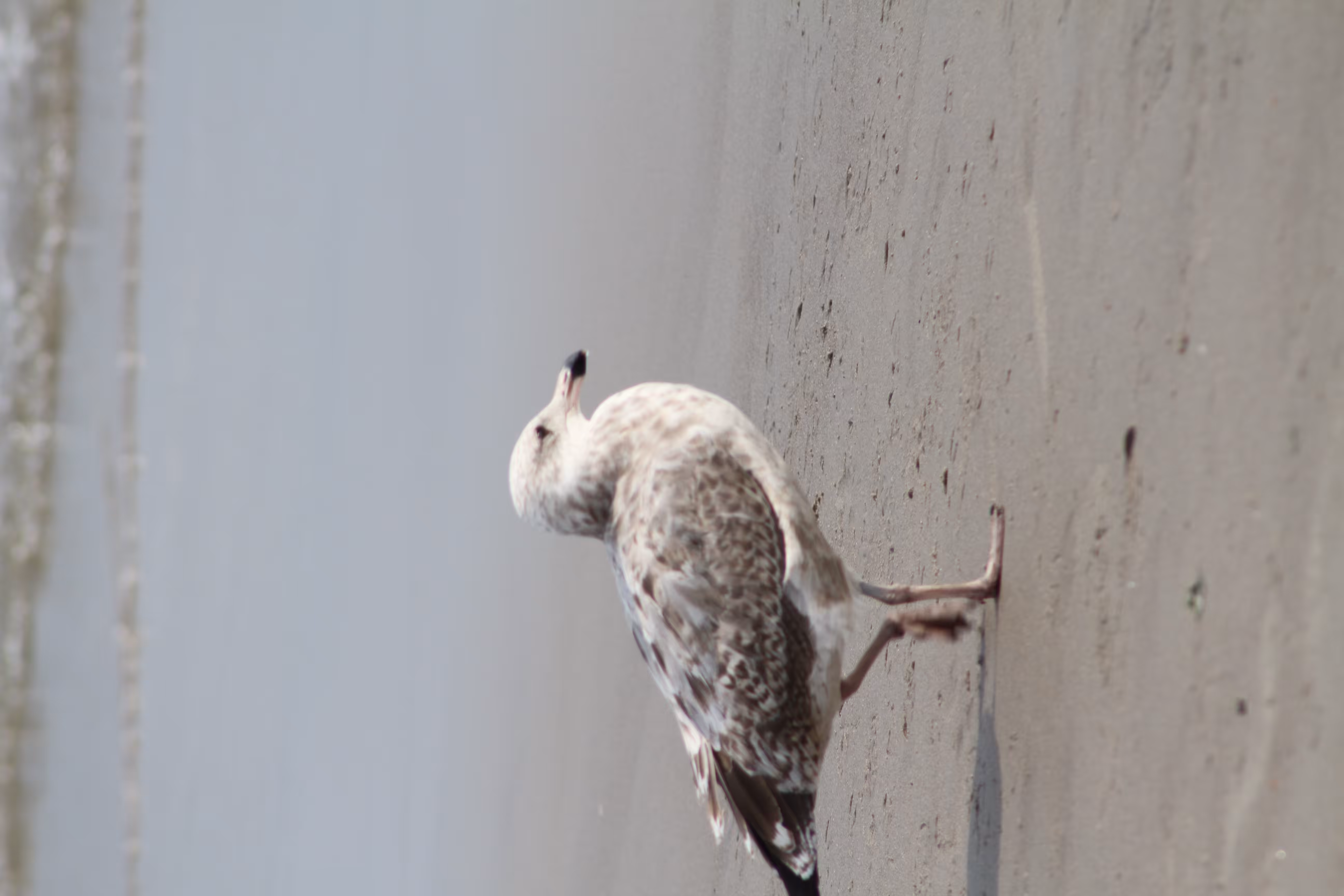 SEAGULL BEACH DAY #8
