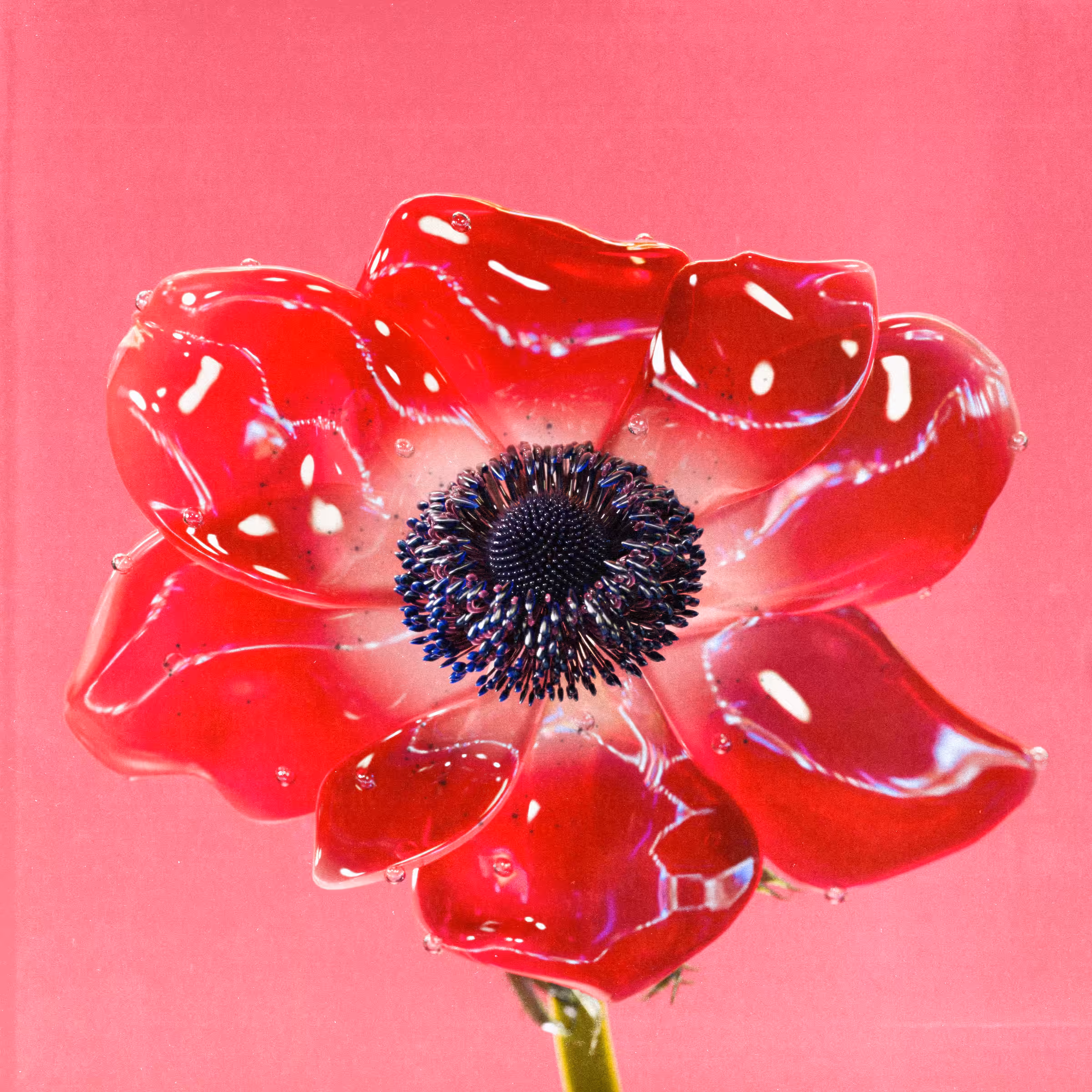 Flower #01 by Olivia Pedigo