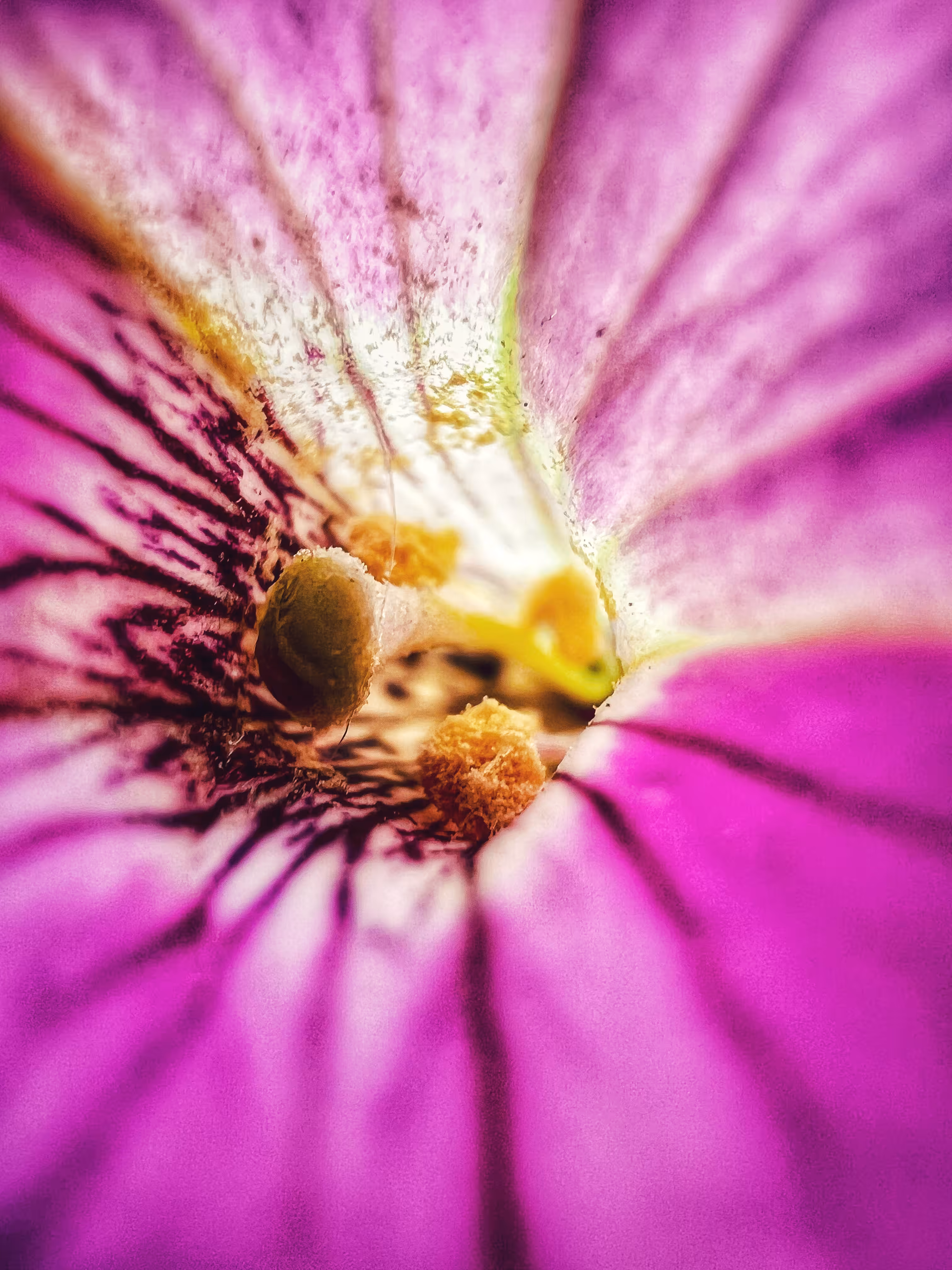 Radiant Bloom