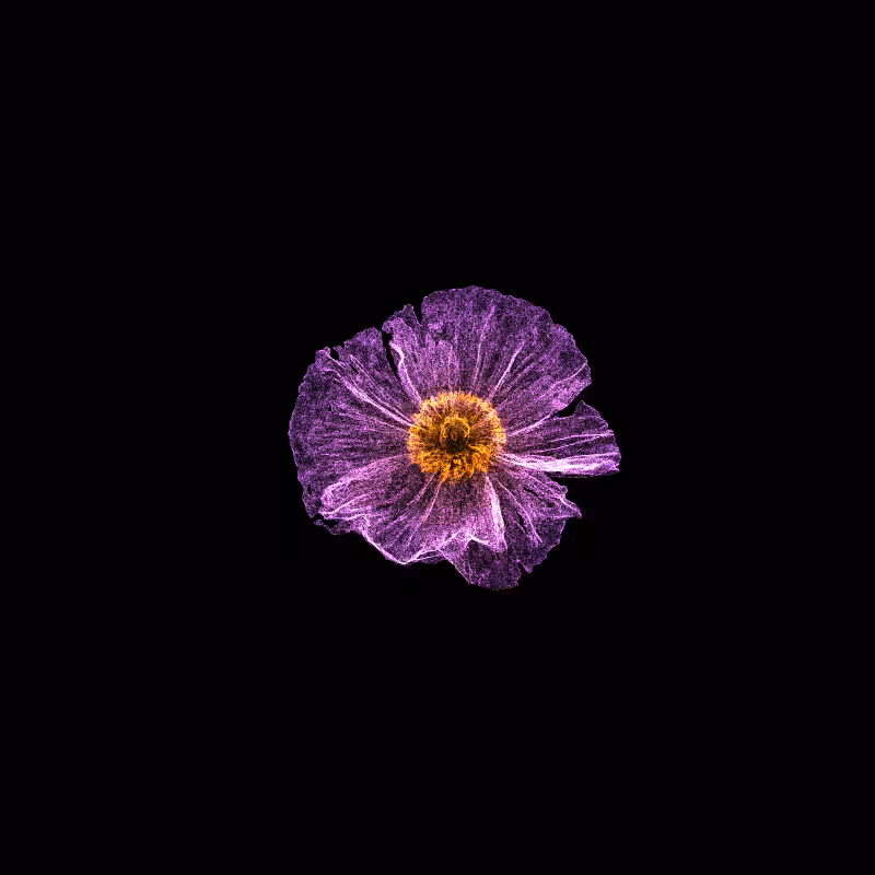 White Poppy 30 #249