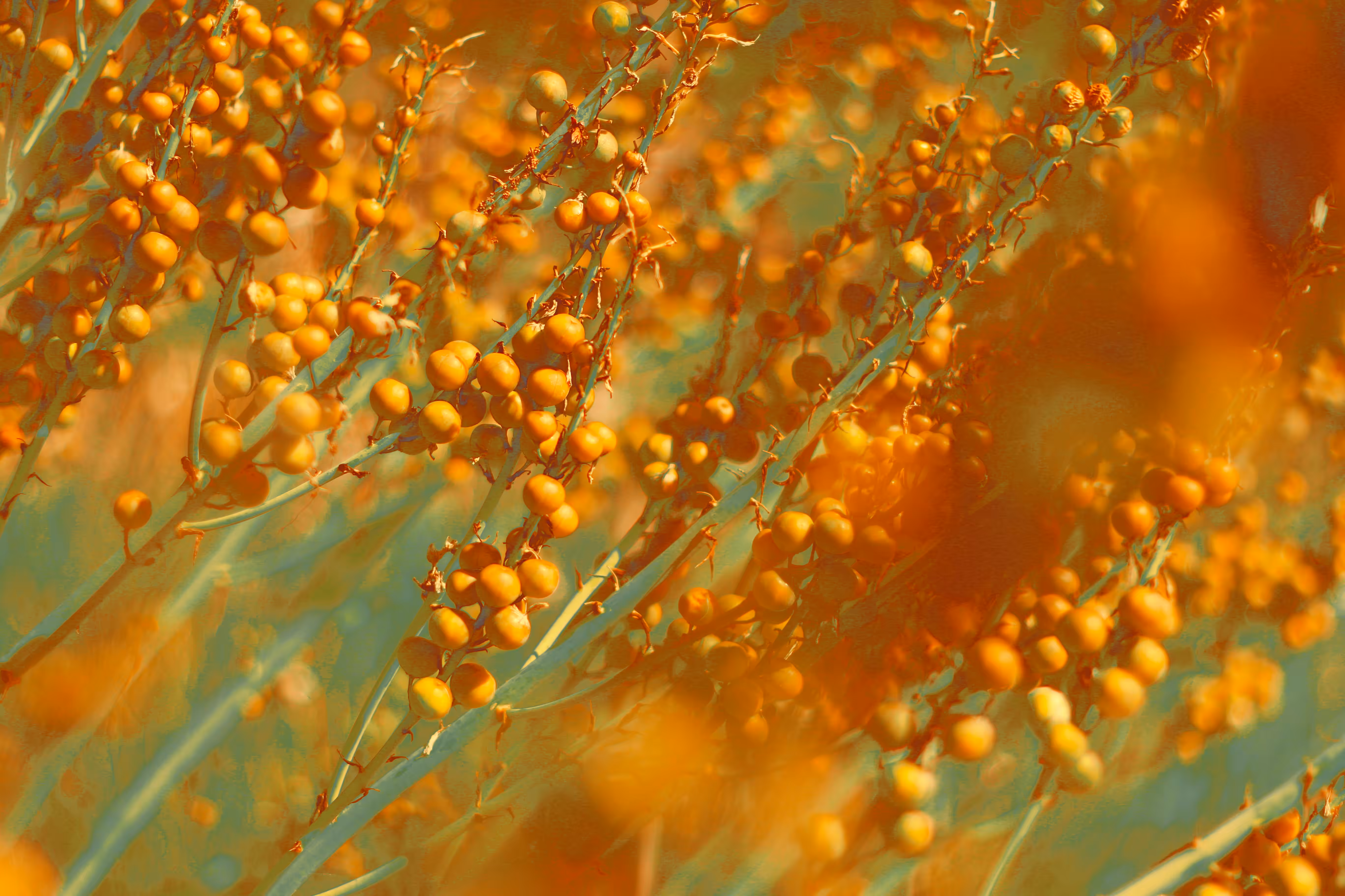 Golden Afternoon