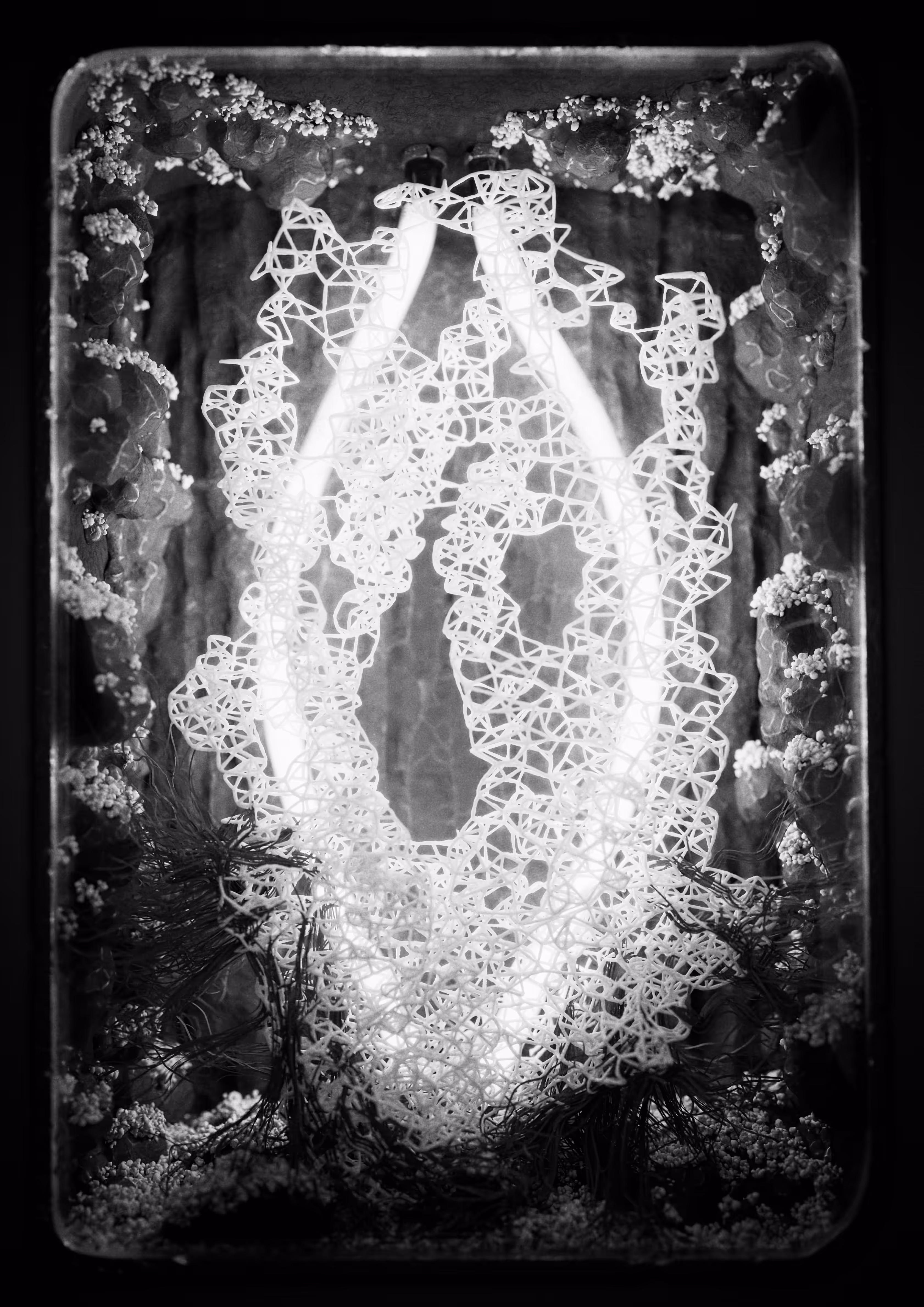 Symplasma: Experiment #8