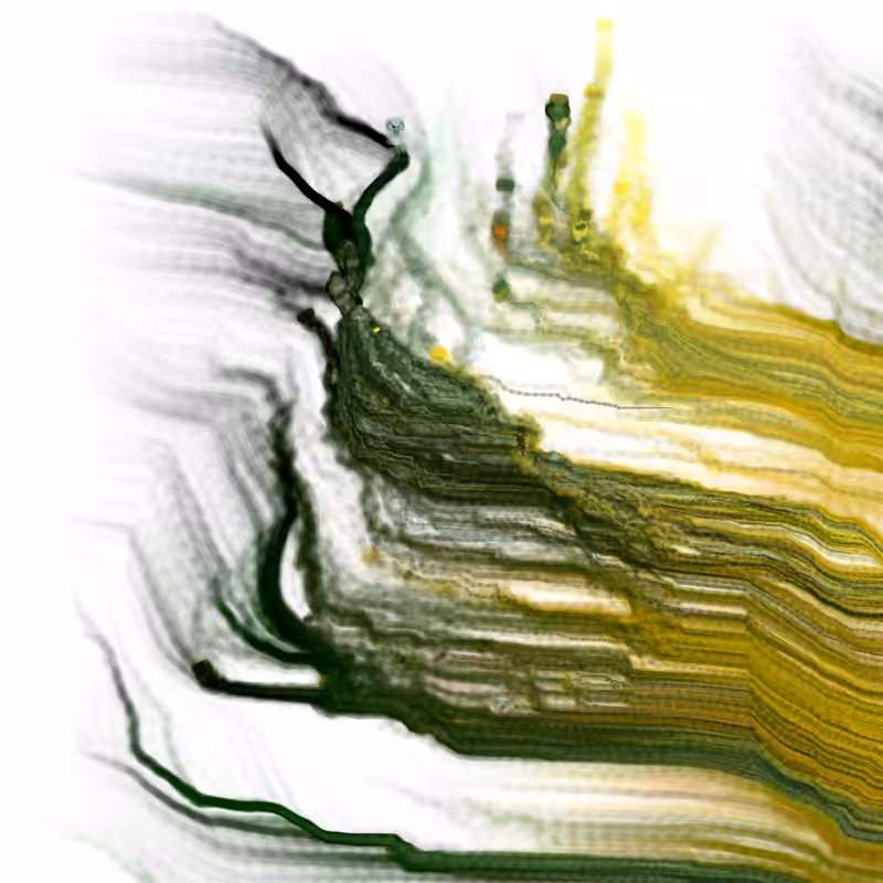 Hypericum #8