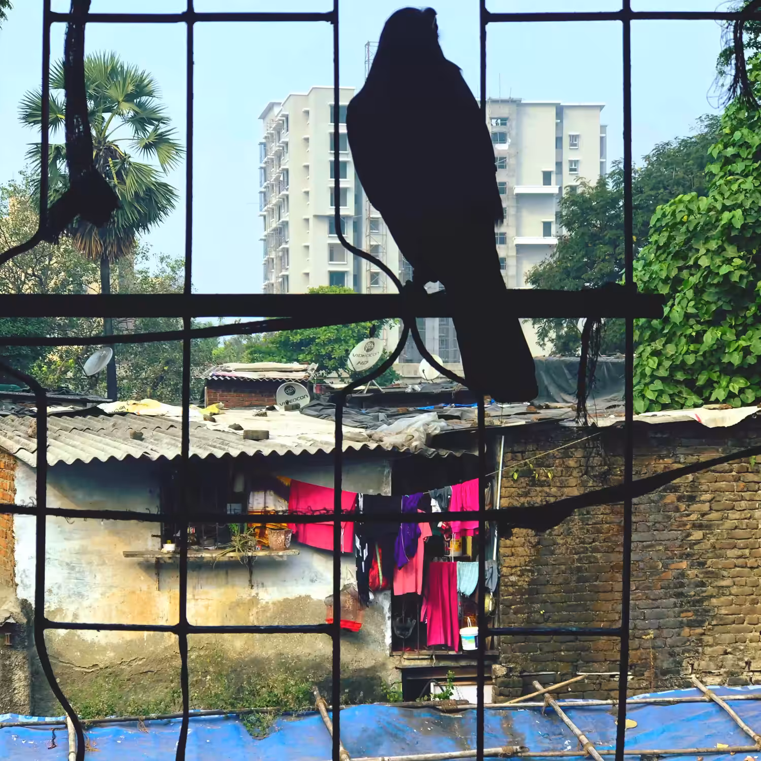  Nameless Bird 