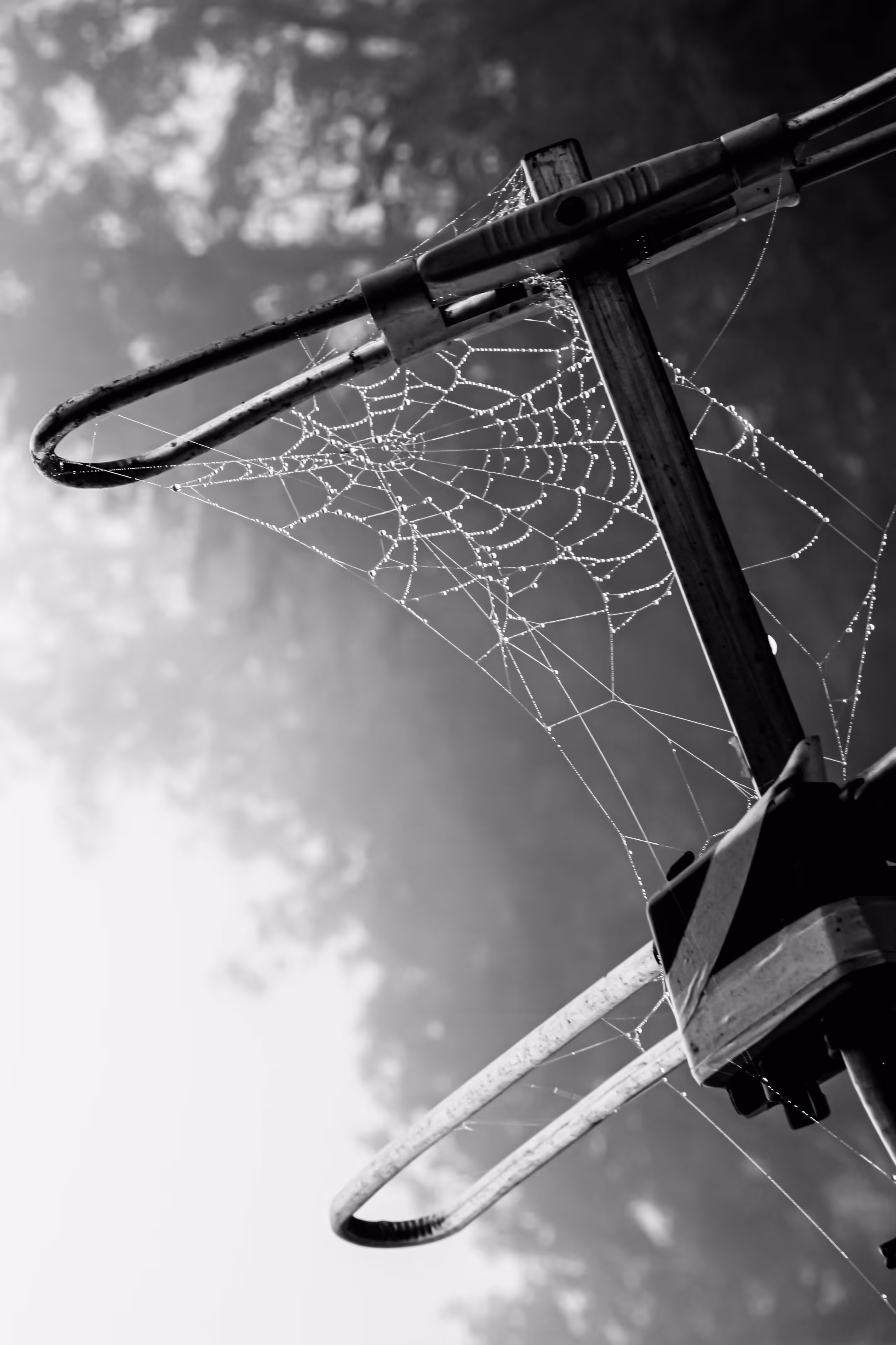 telaraña