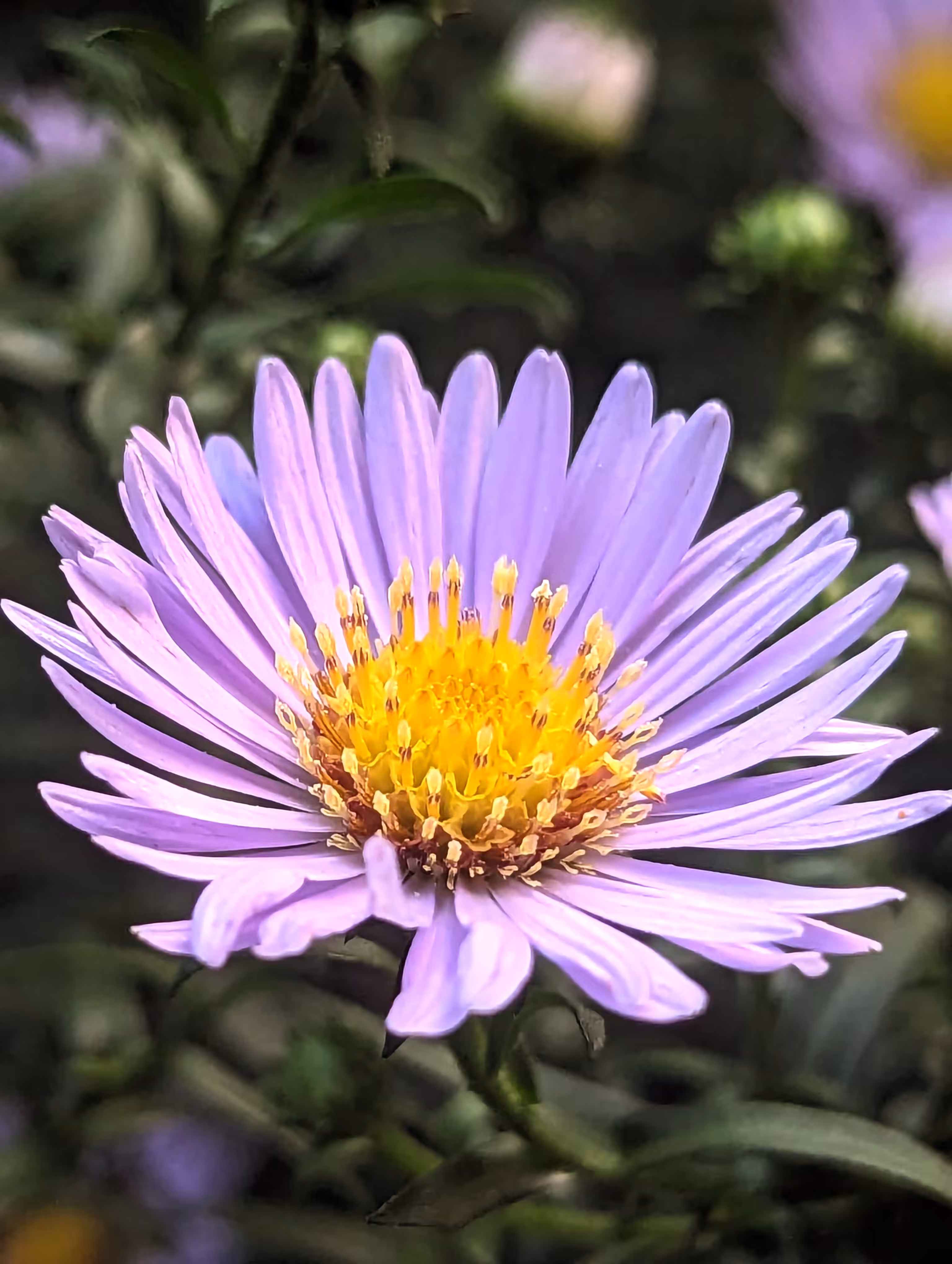 Luke_0x1 Photography : Sunny side up