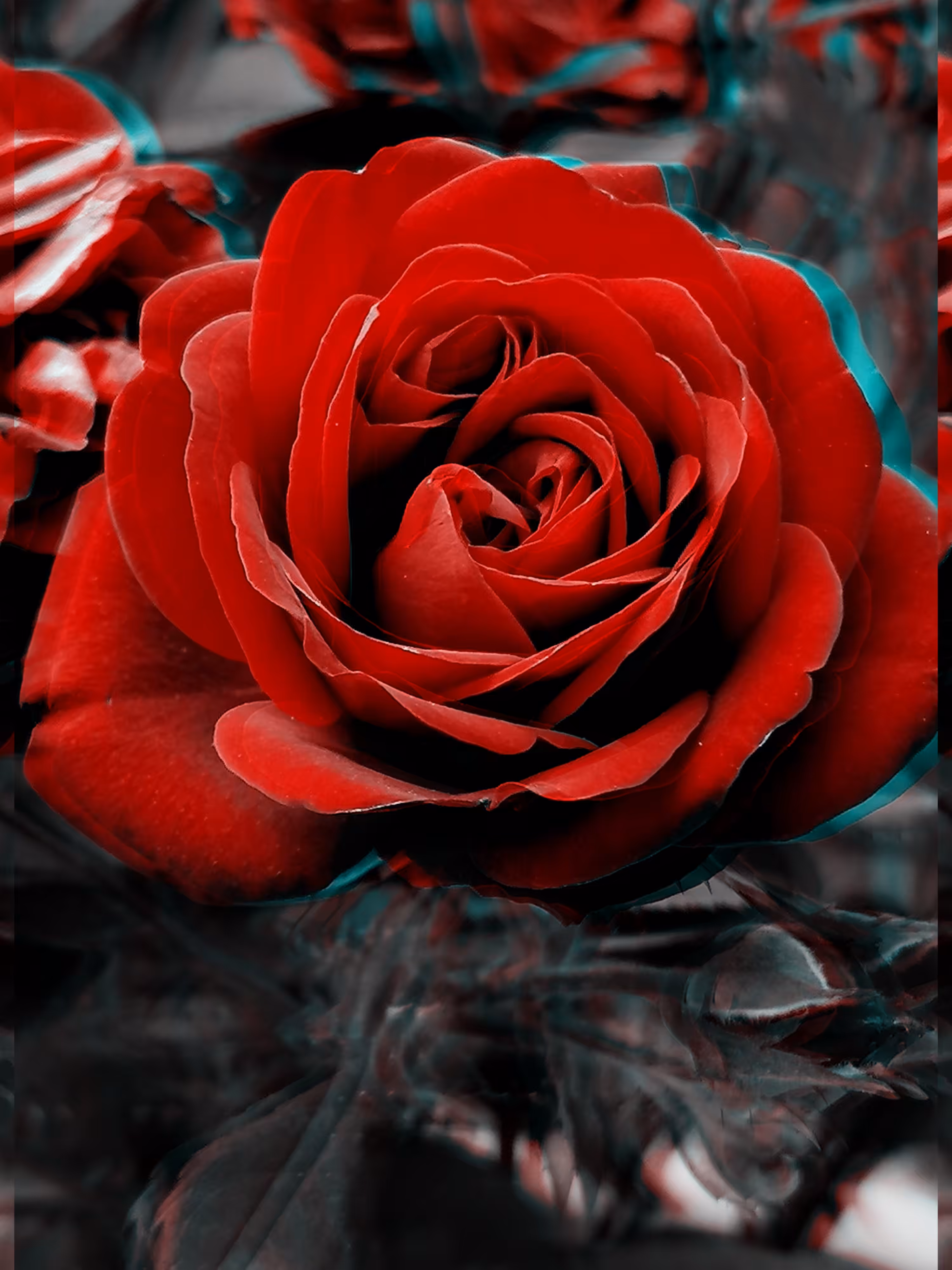 Wild vivid Rose