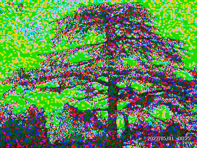 Tall Tree for the Neighborhood