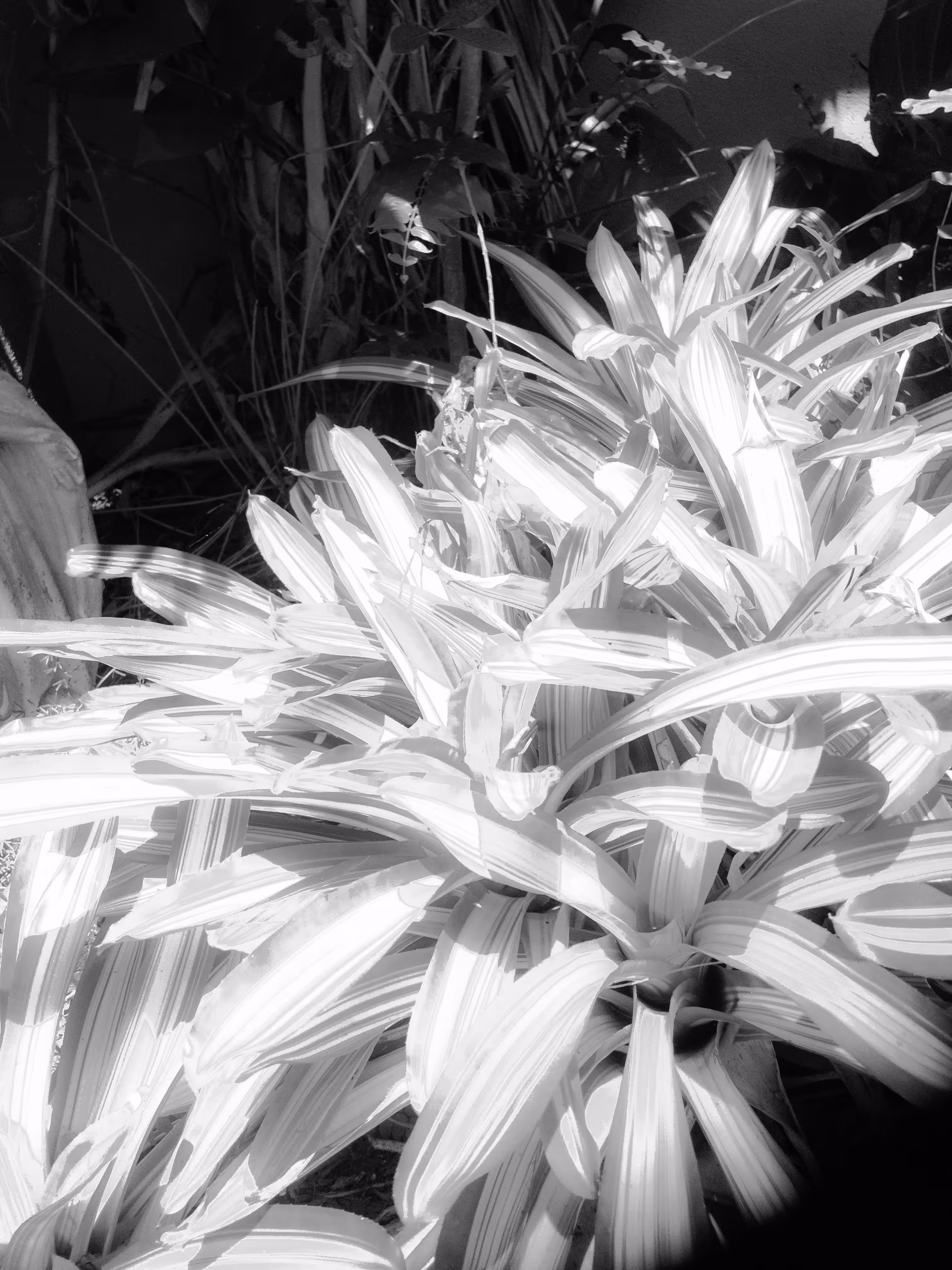 Garden Bromeliads 