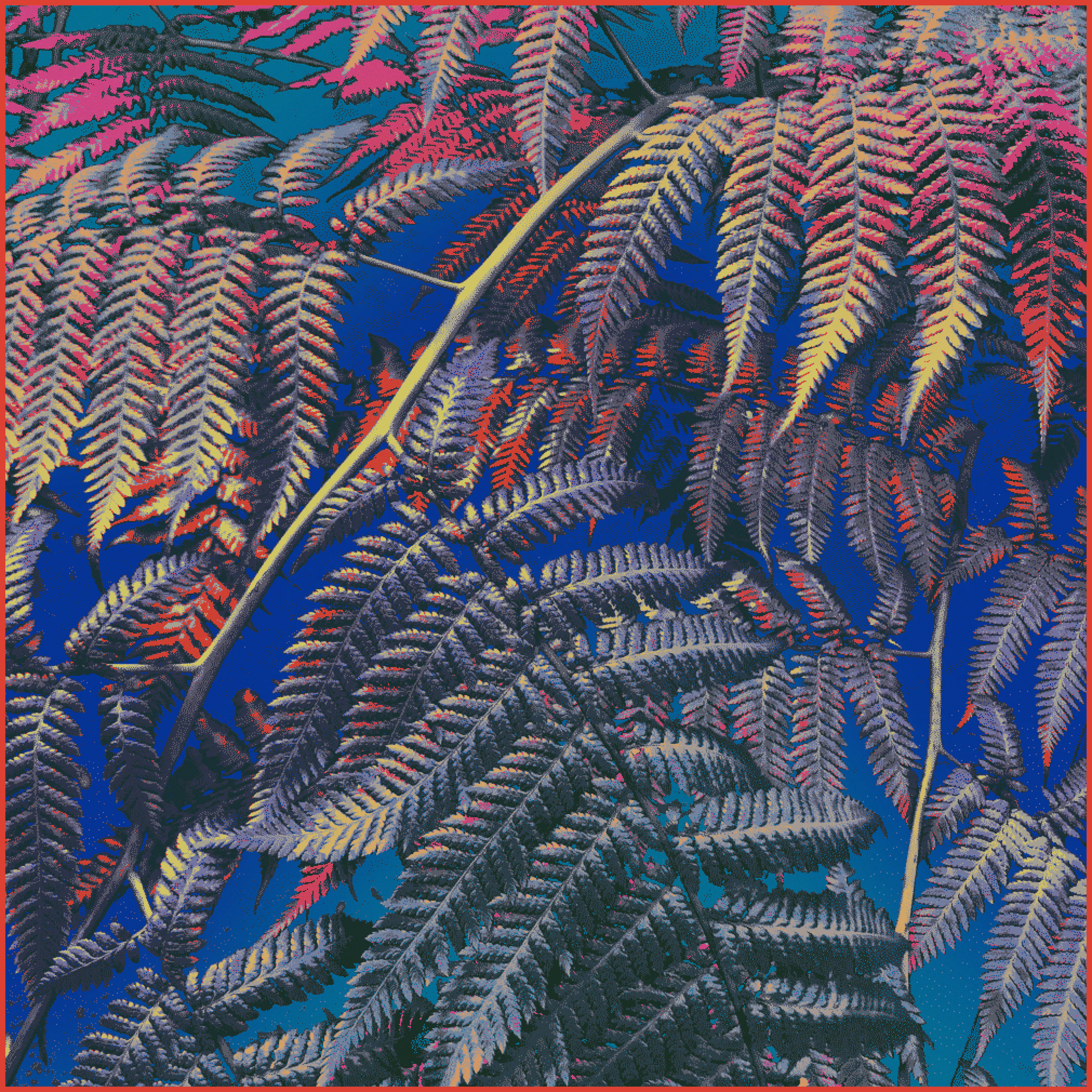 ferns