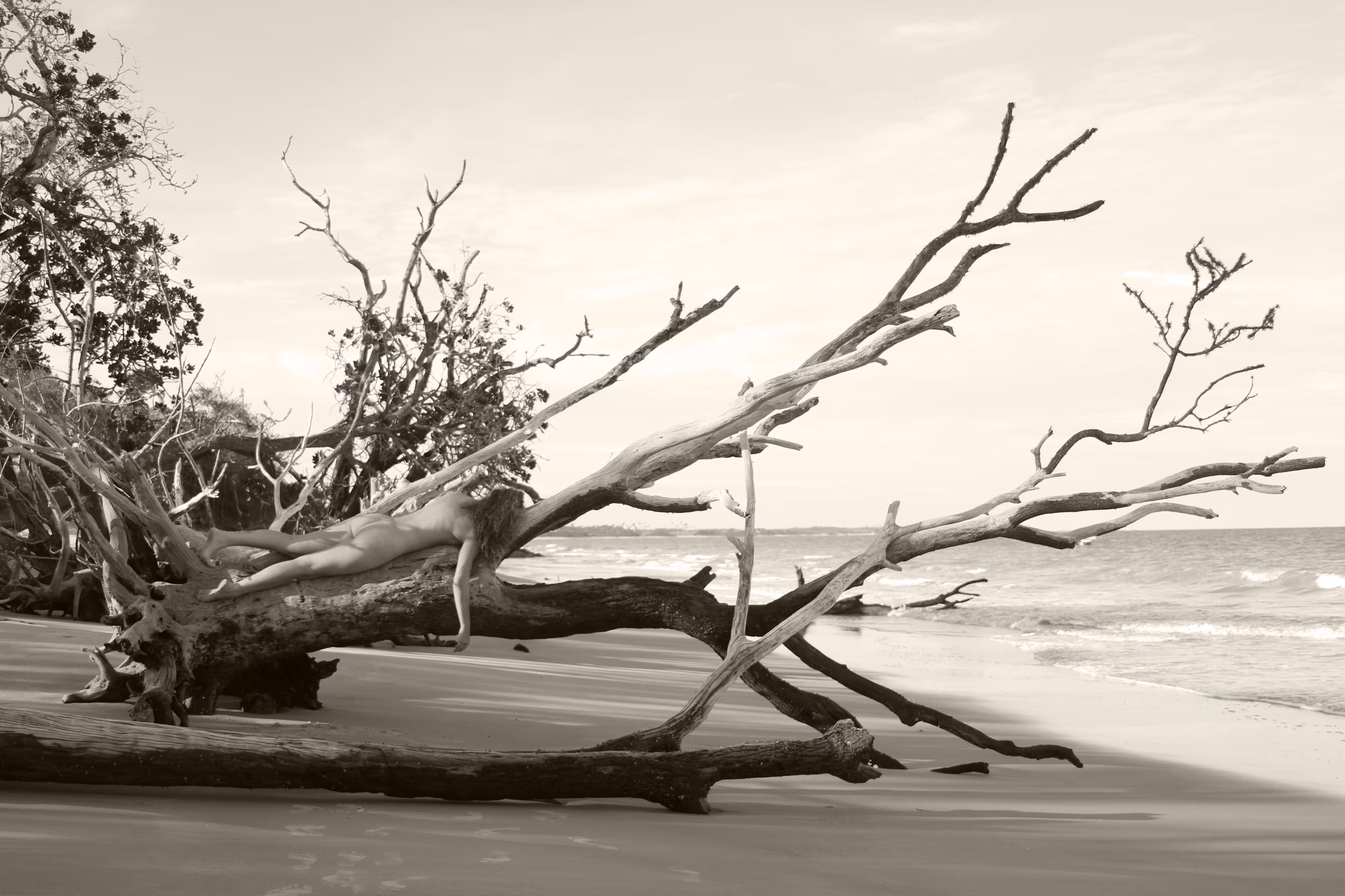memory of the trees