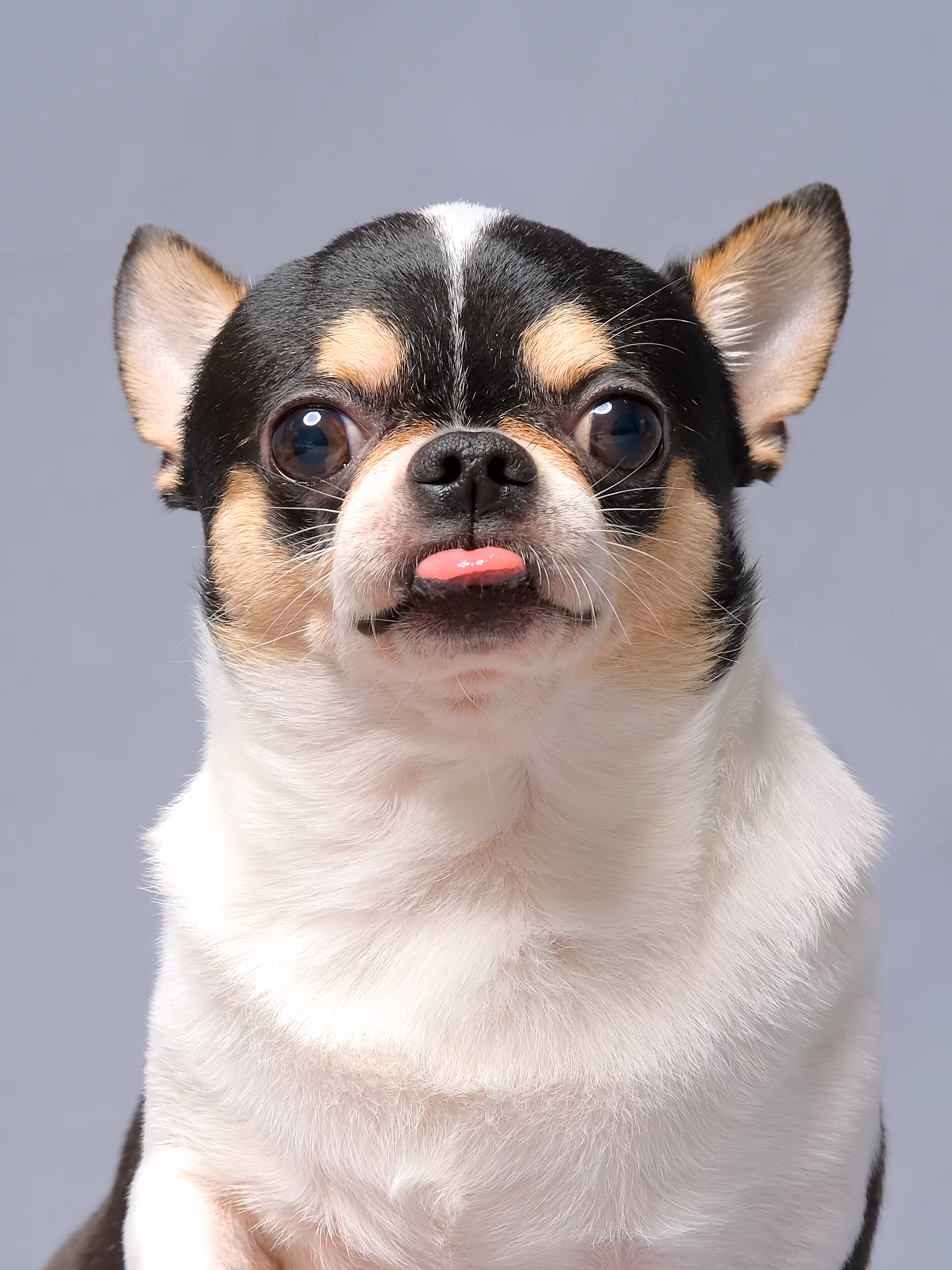 Portrait of Chihuahua, Nicky