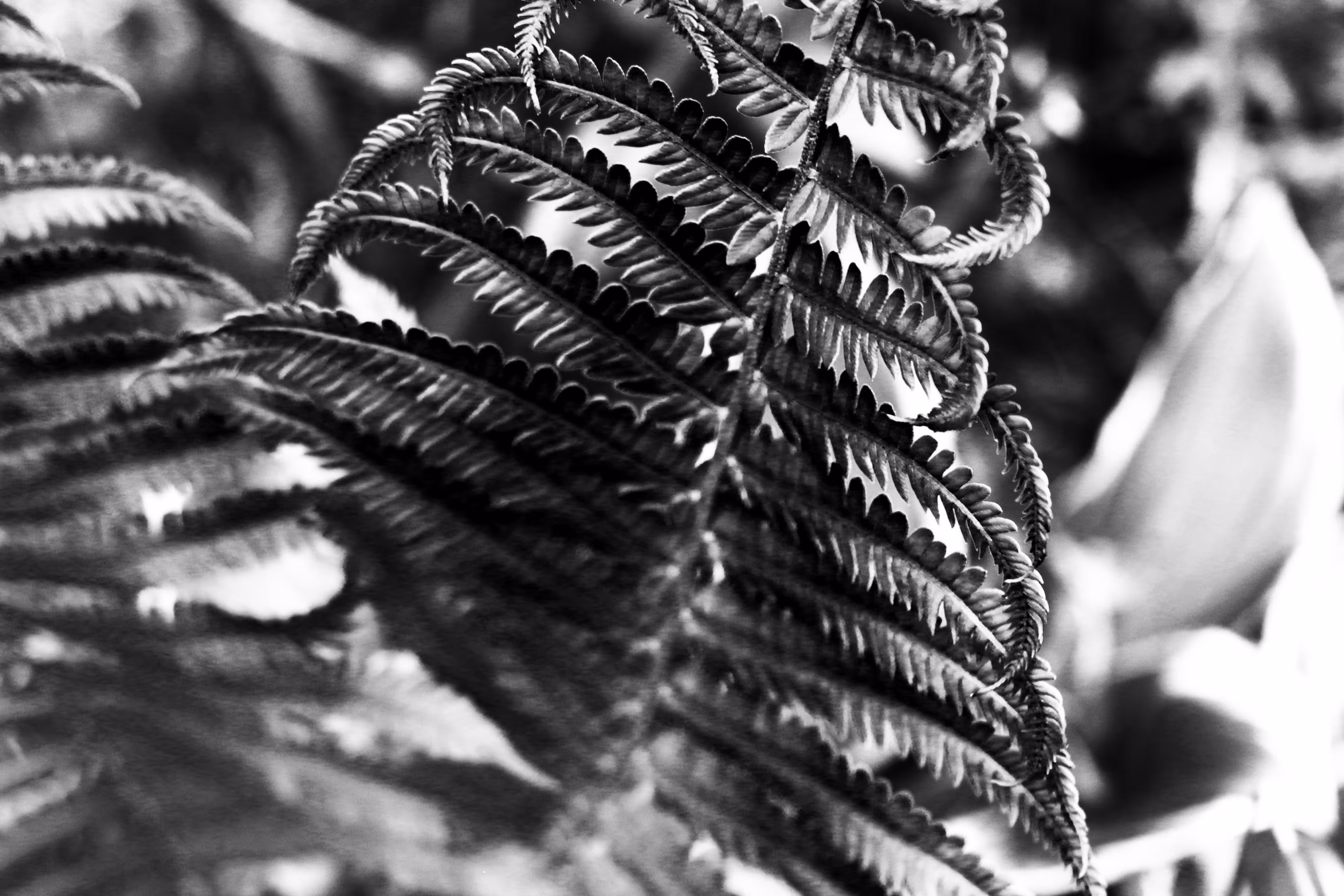 _fade
