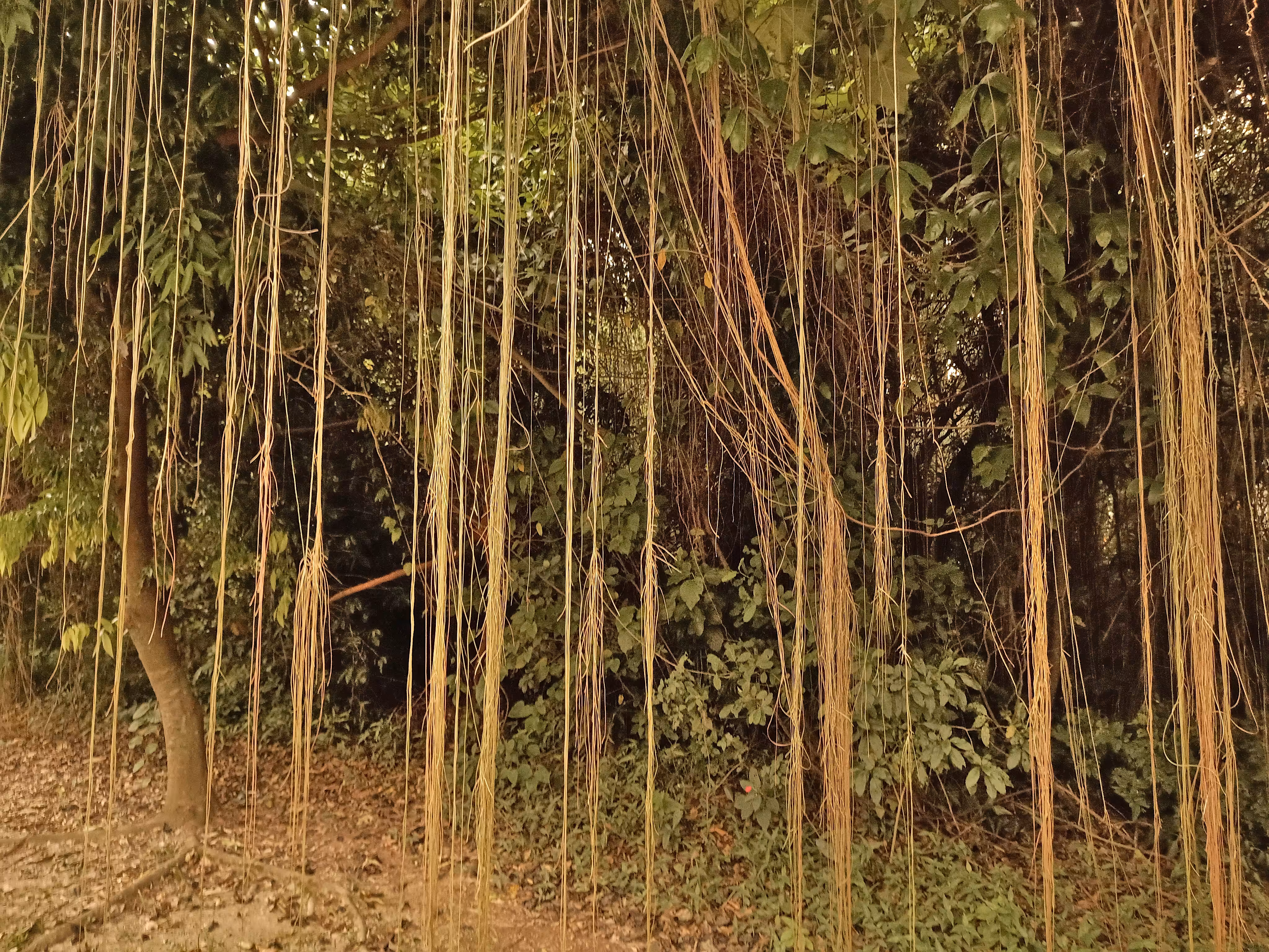 Rodeo posts: Jungles