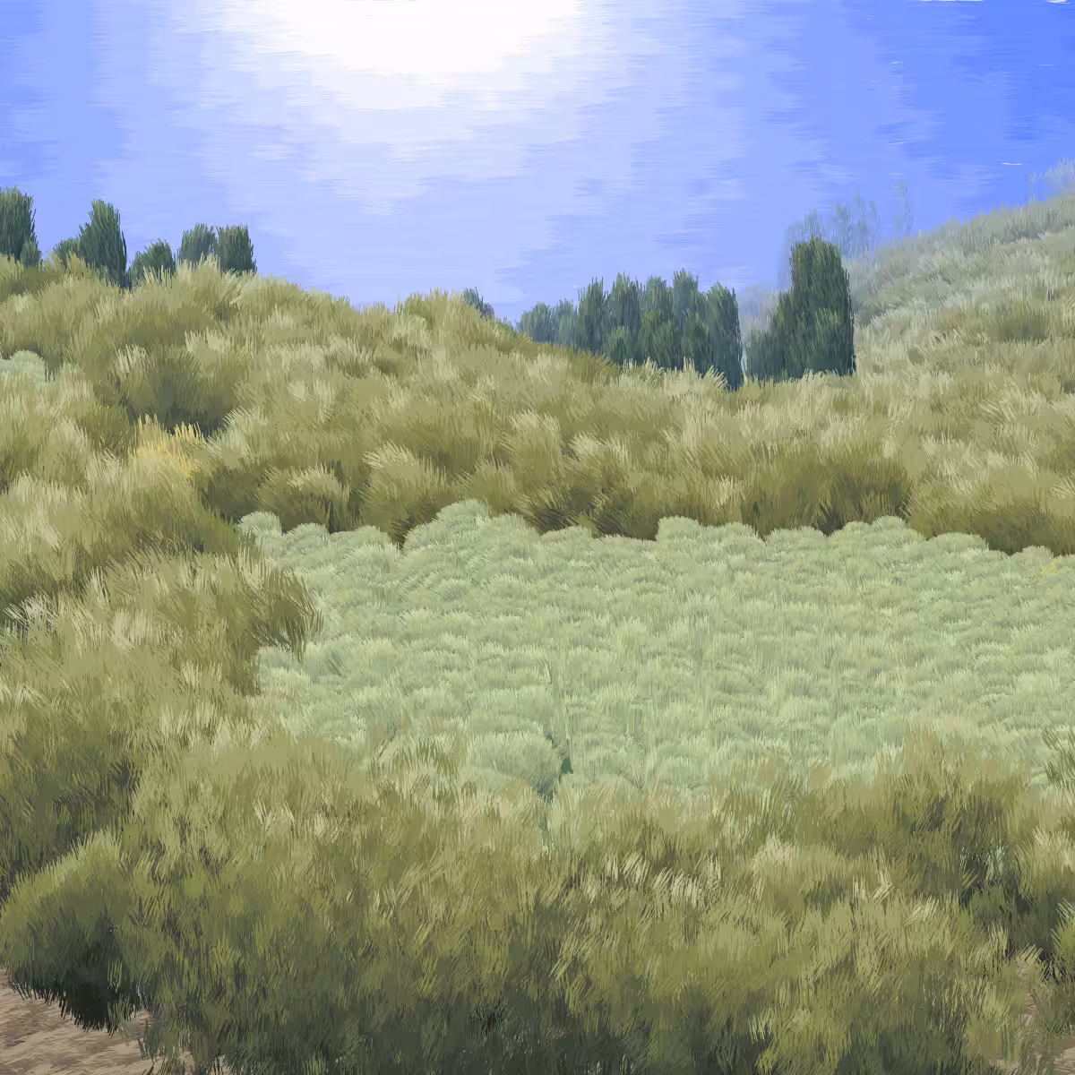 Provence #505