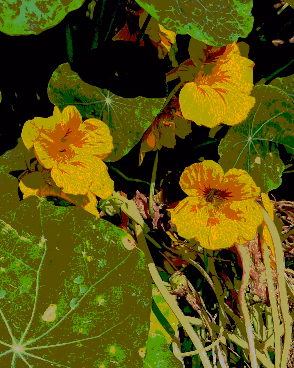 .nasturtium#1
