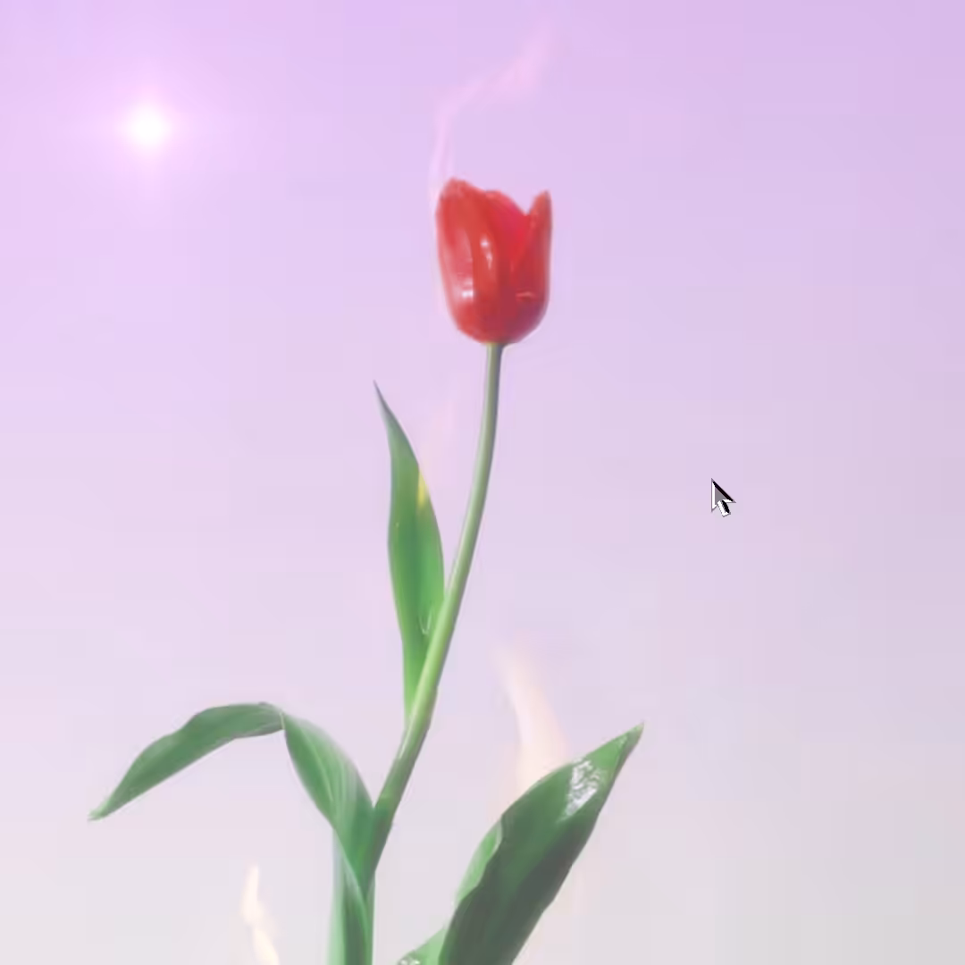 Burning Tulip