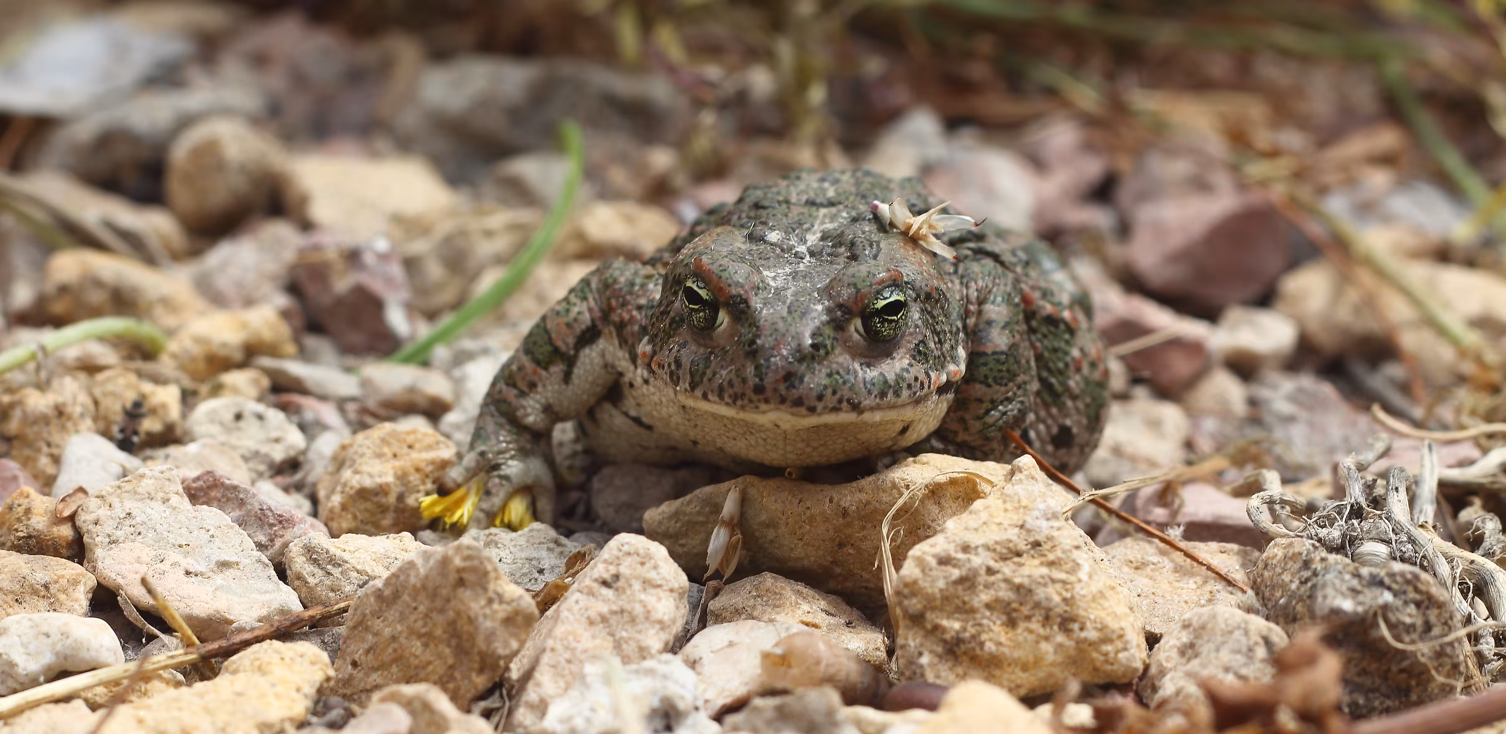 Tez Toad 'Natterjack'
