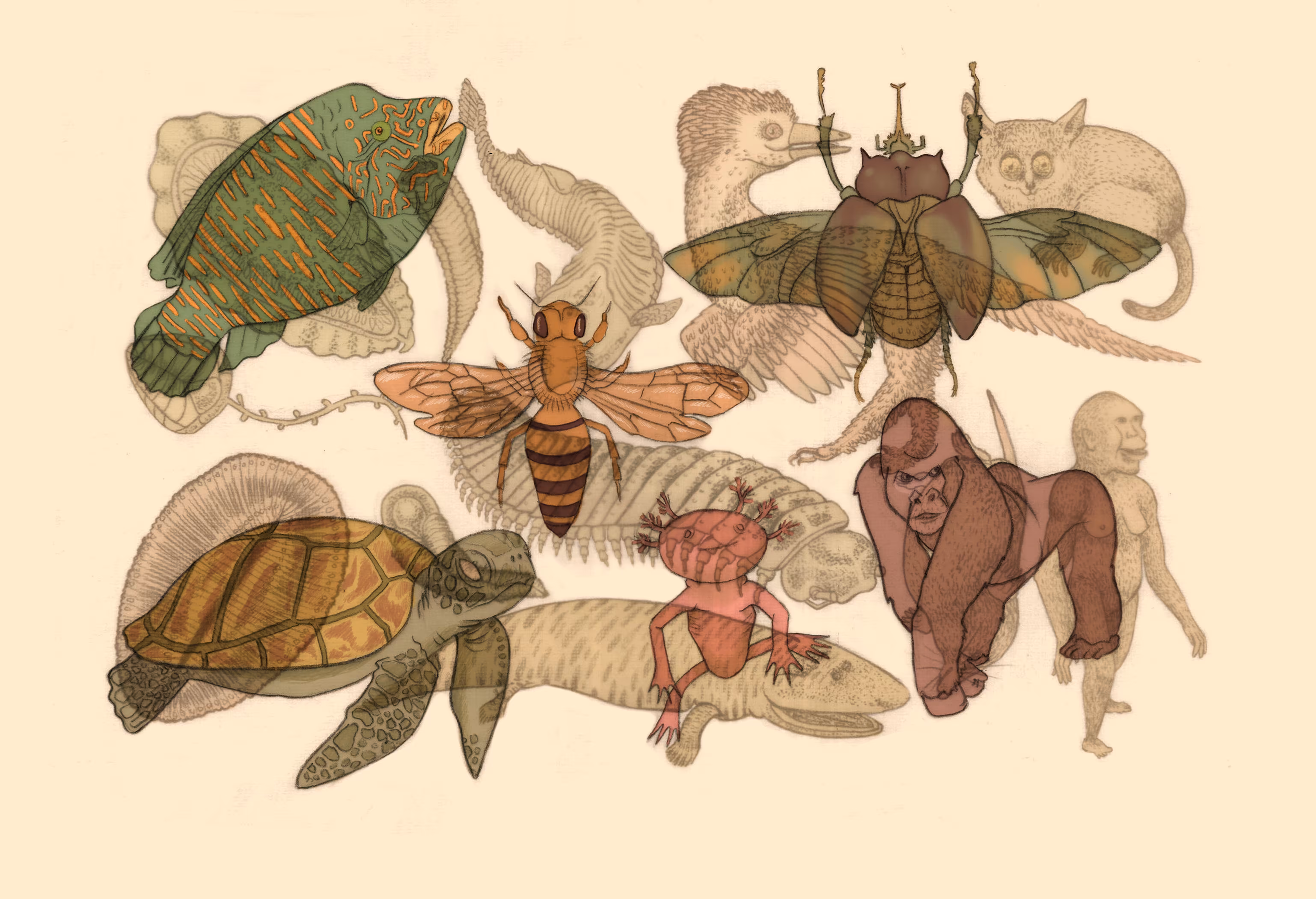 A myriad of gene vehicles