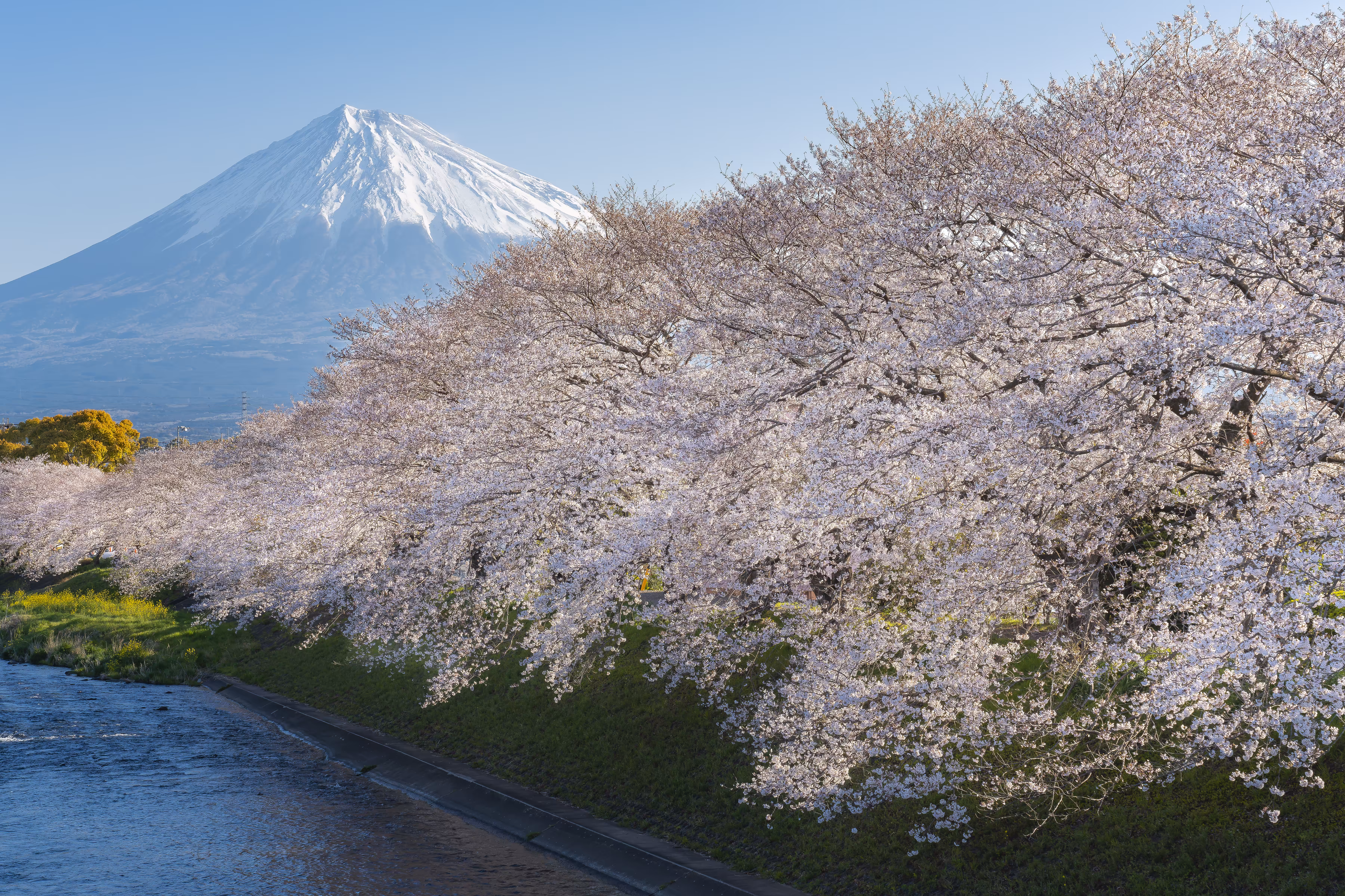春爛漫-Spring full bloom #1