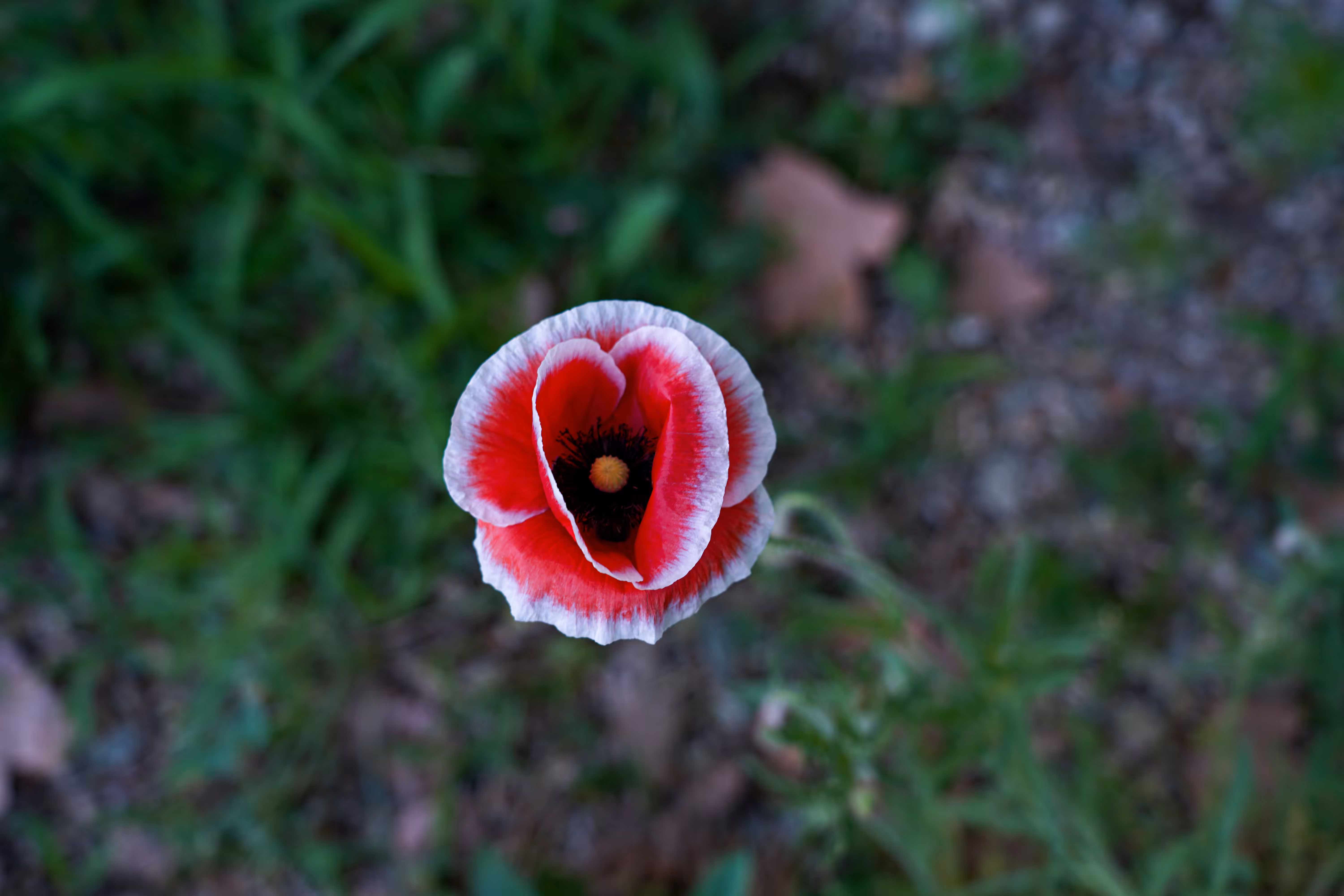 flowers: The Border of Red and White