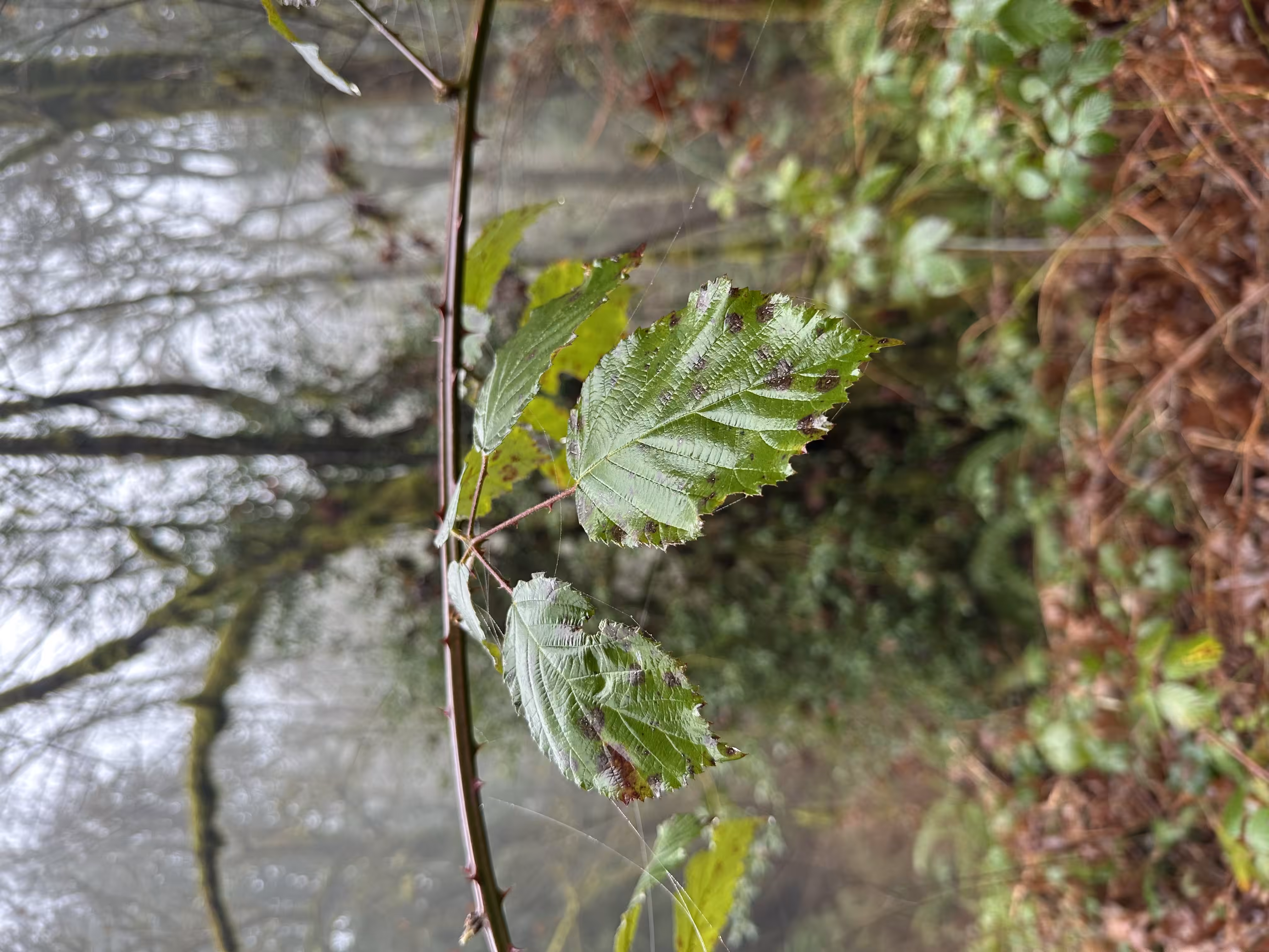 webbed leaf 