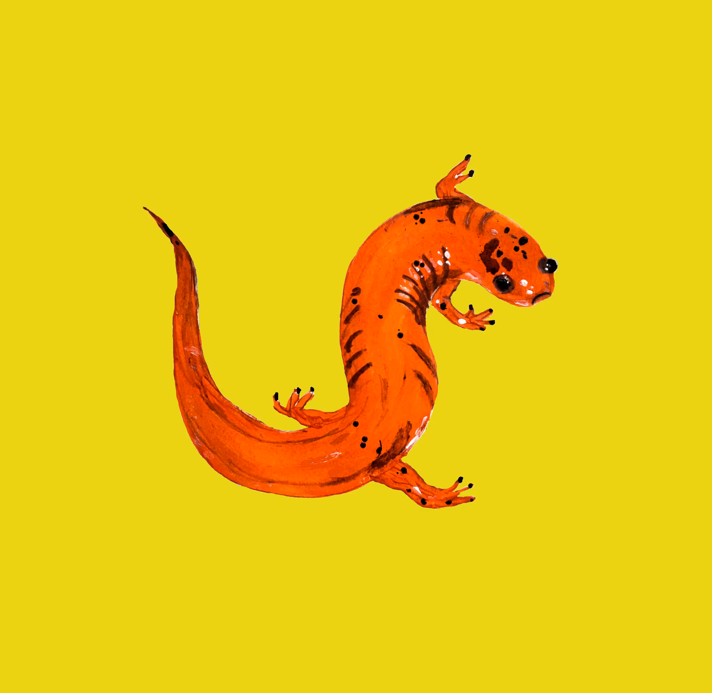 Lost salamander 