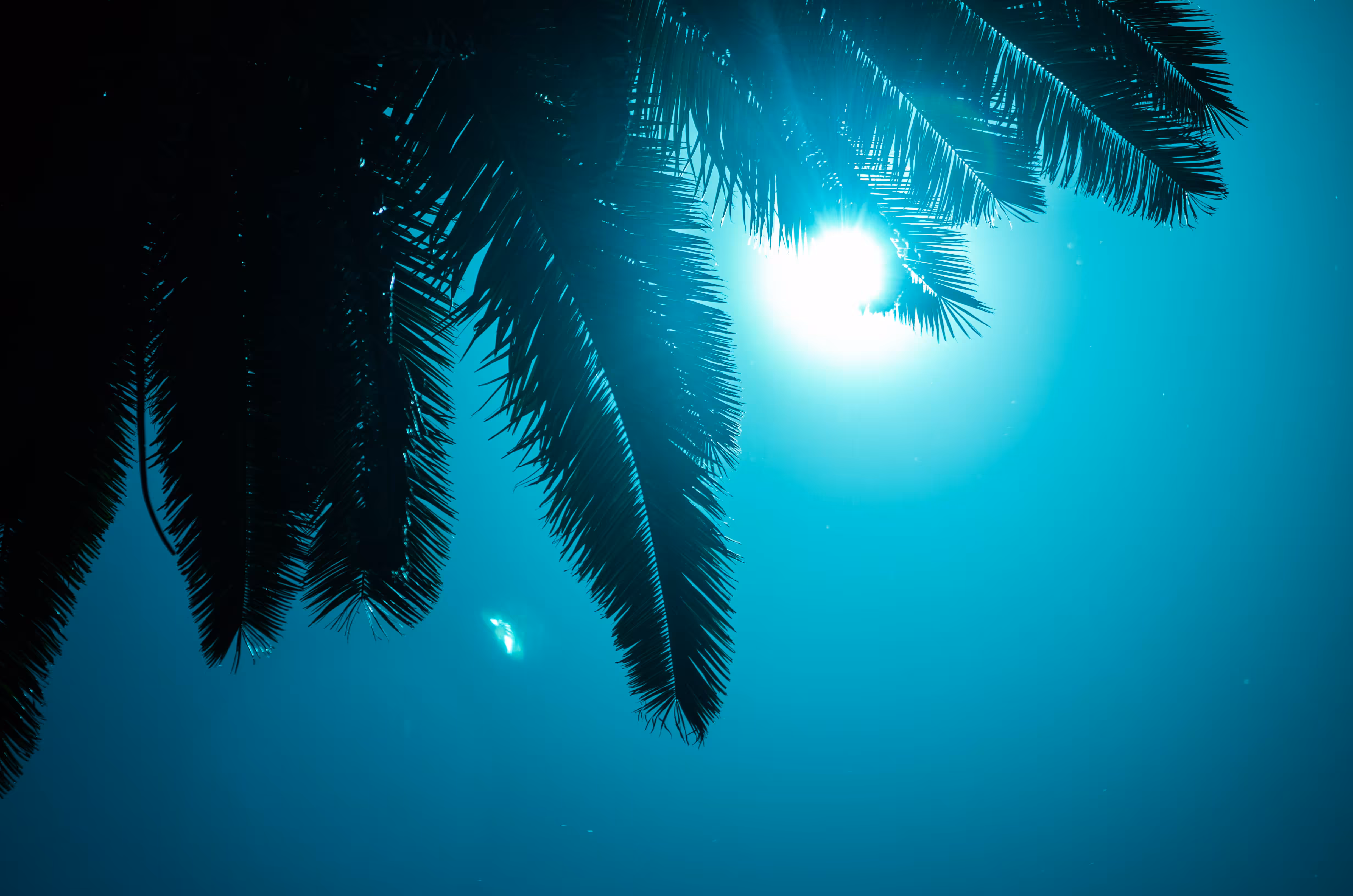Blue palm trees