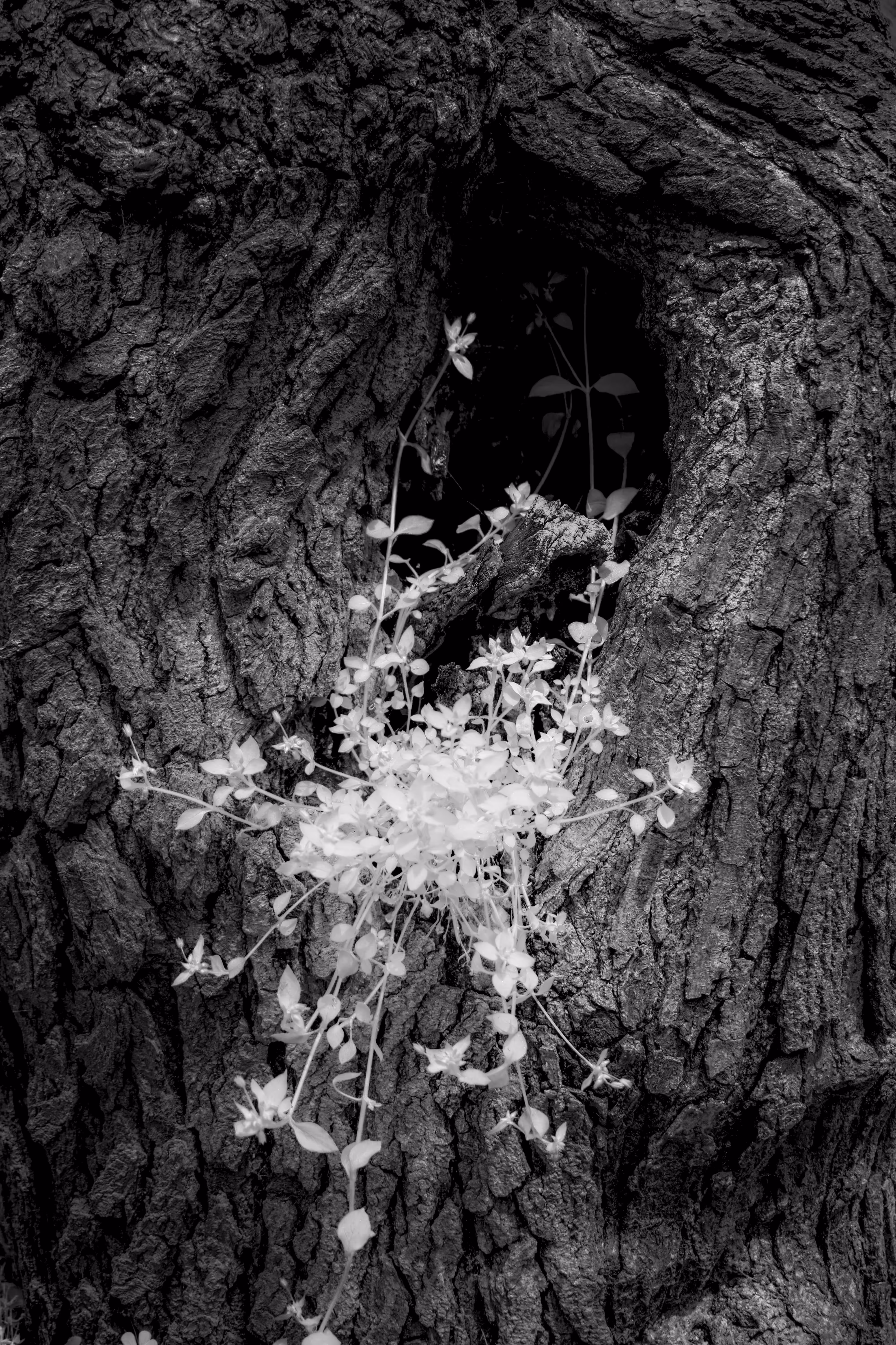 "The Private Lives of Trees" #02