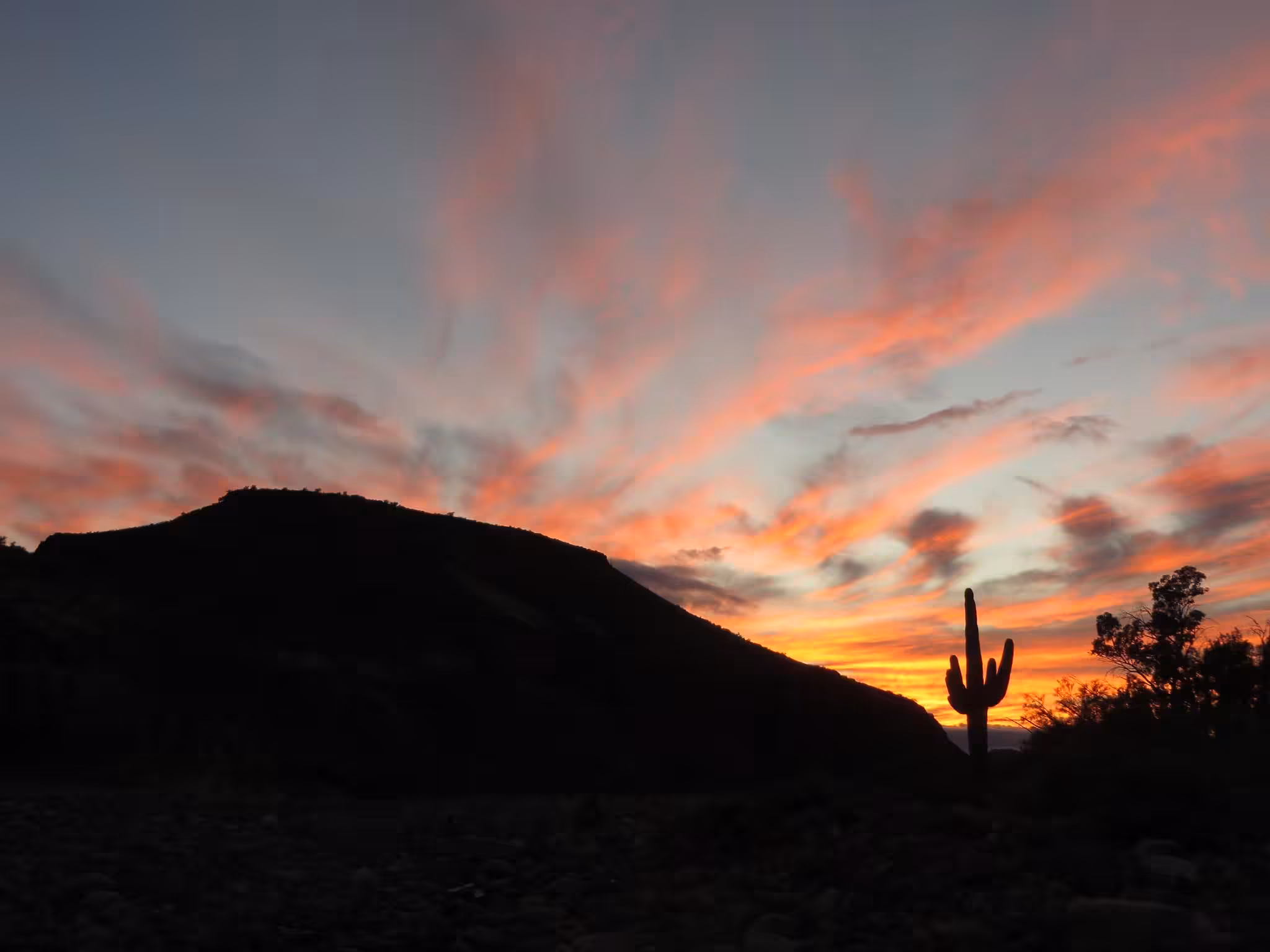 Lonely Saguaro at Sunset