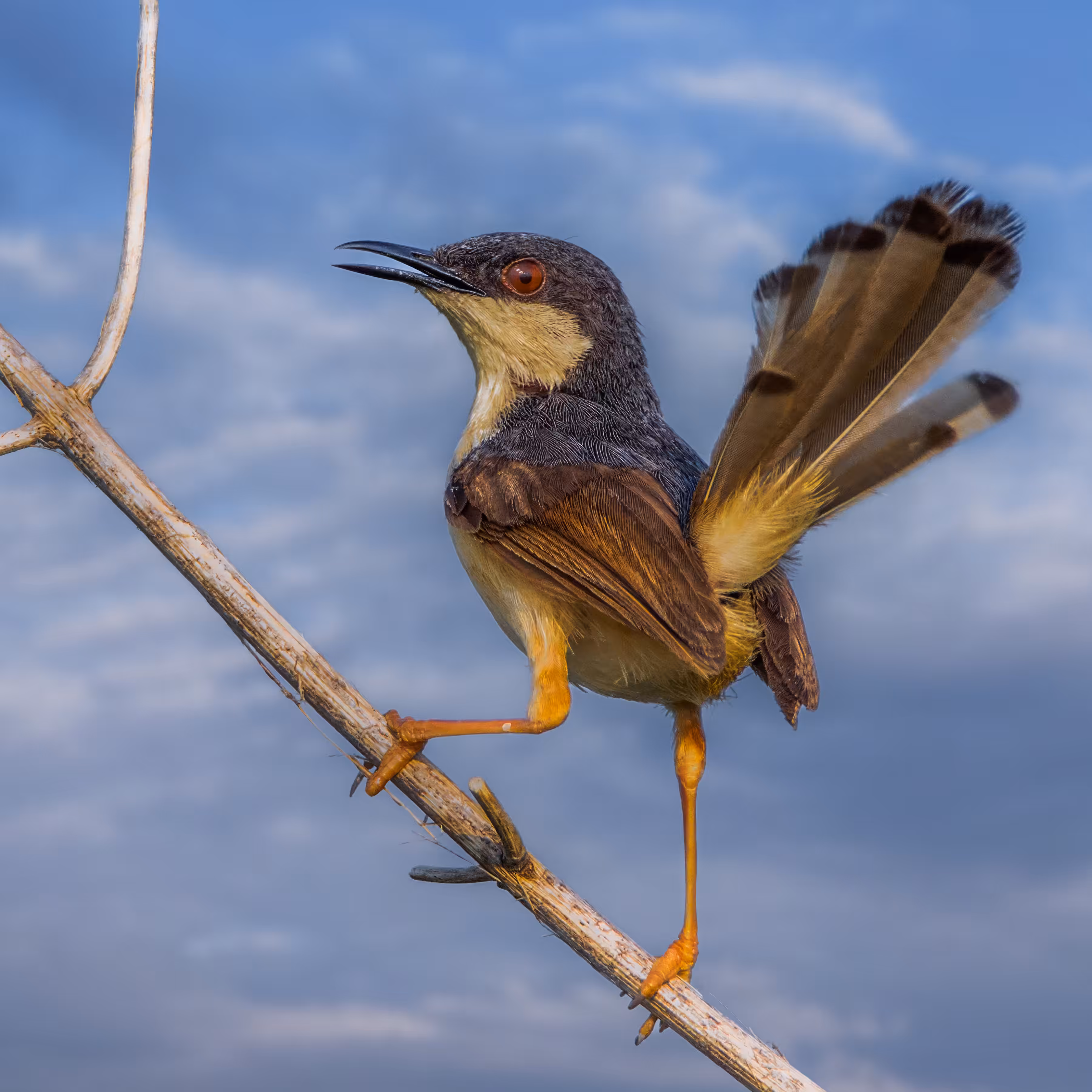 Ashy Prinia