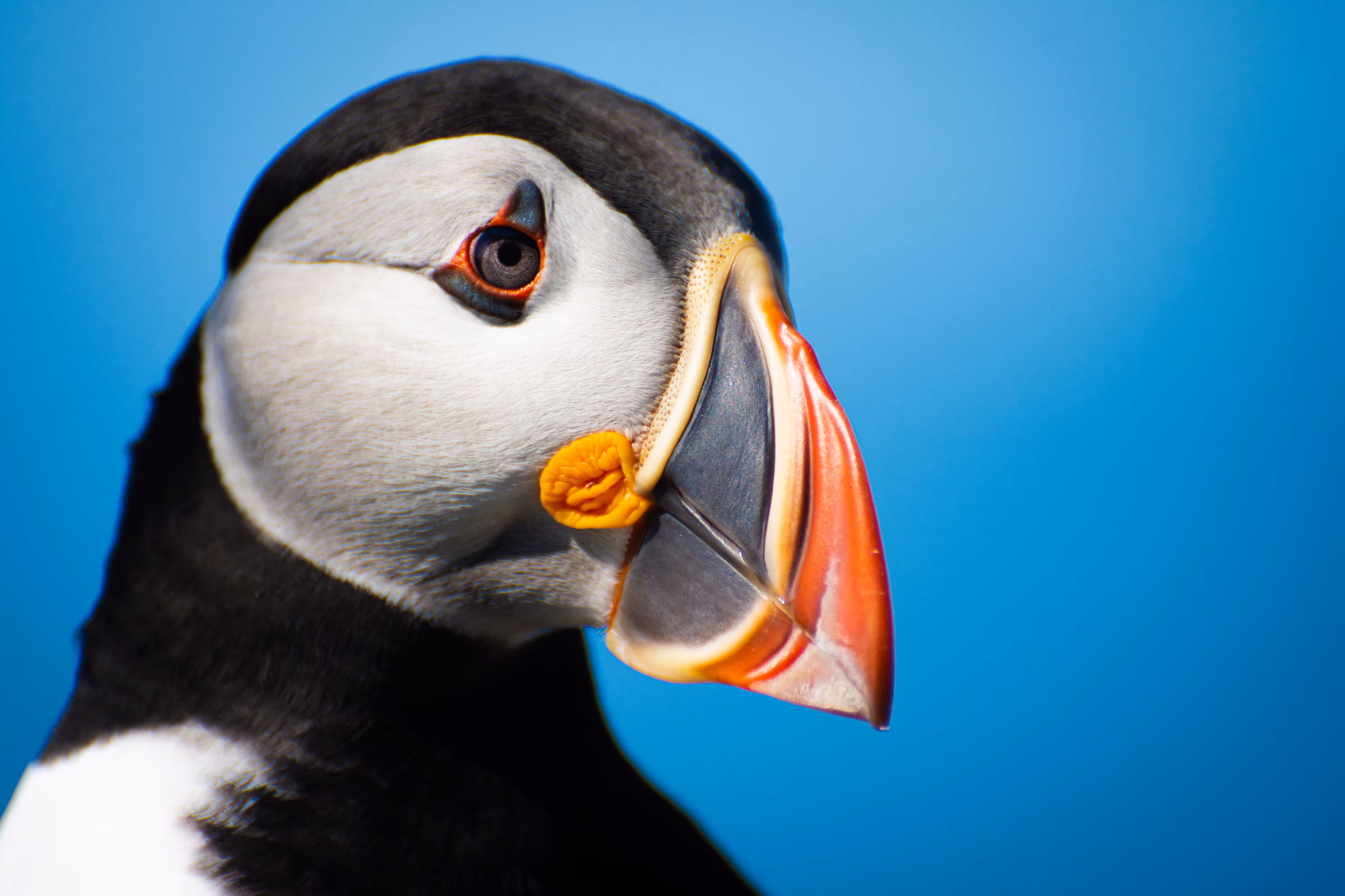 Puffin Portraits
