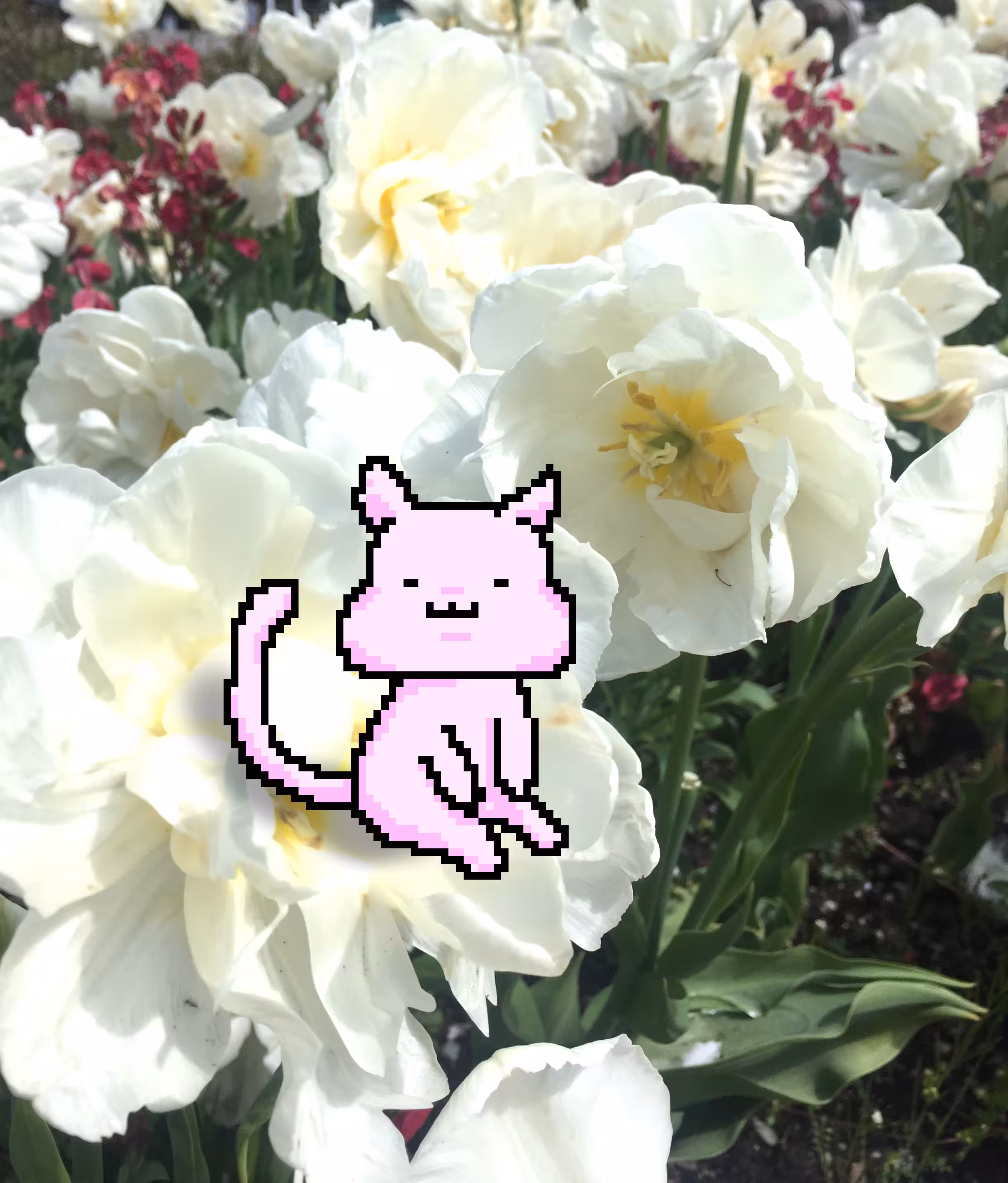Cat on White