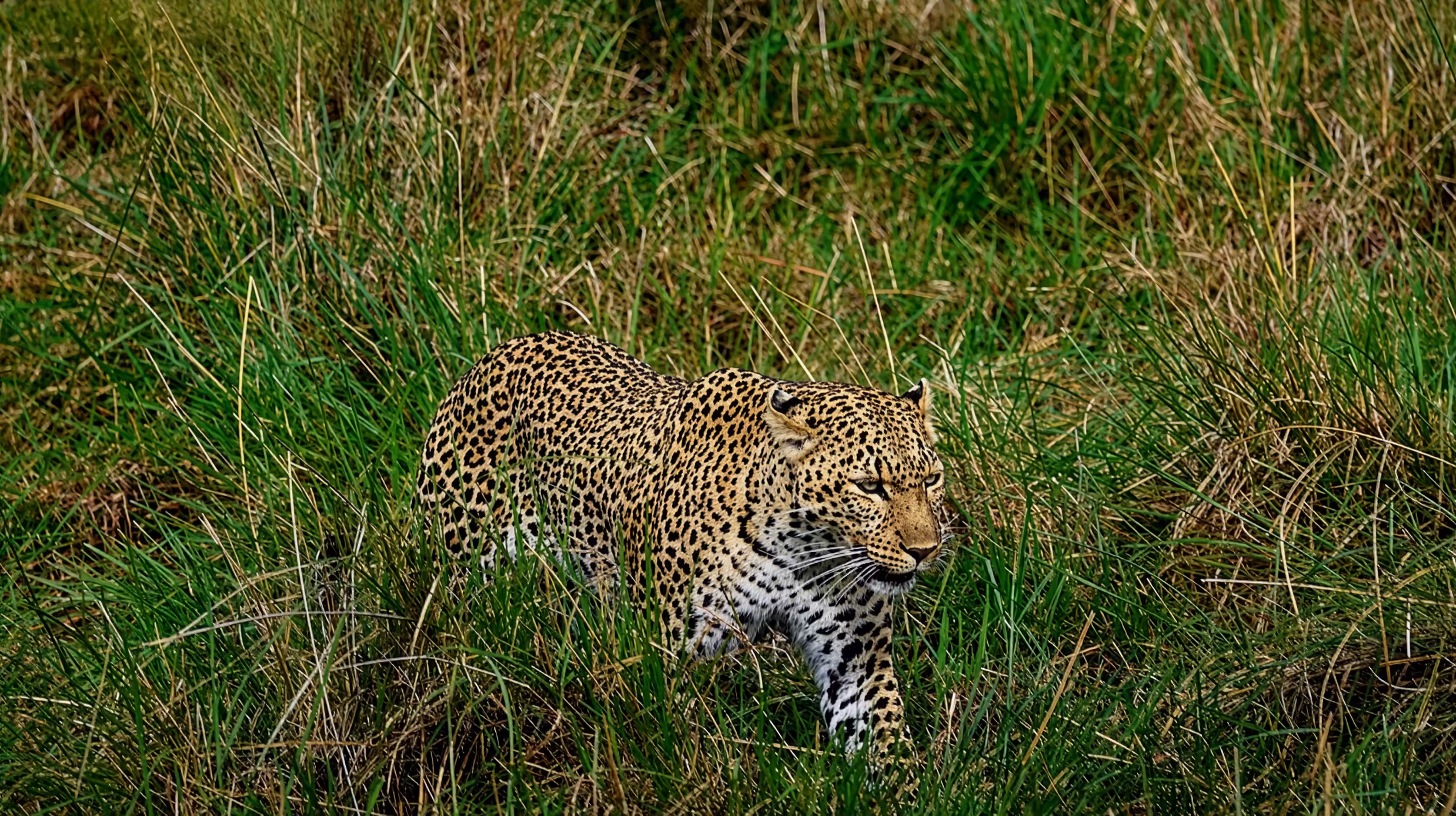 AFRICA — Silent Hunter