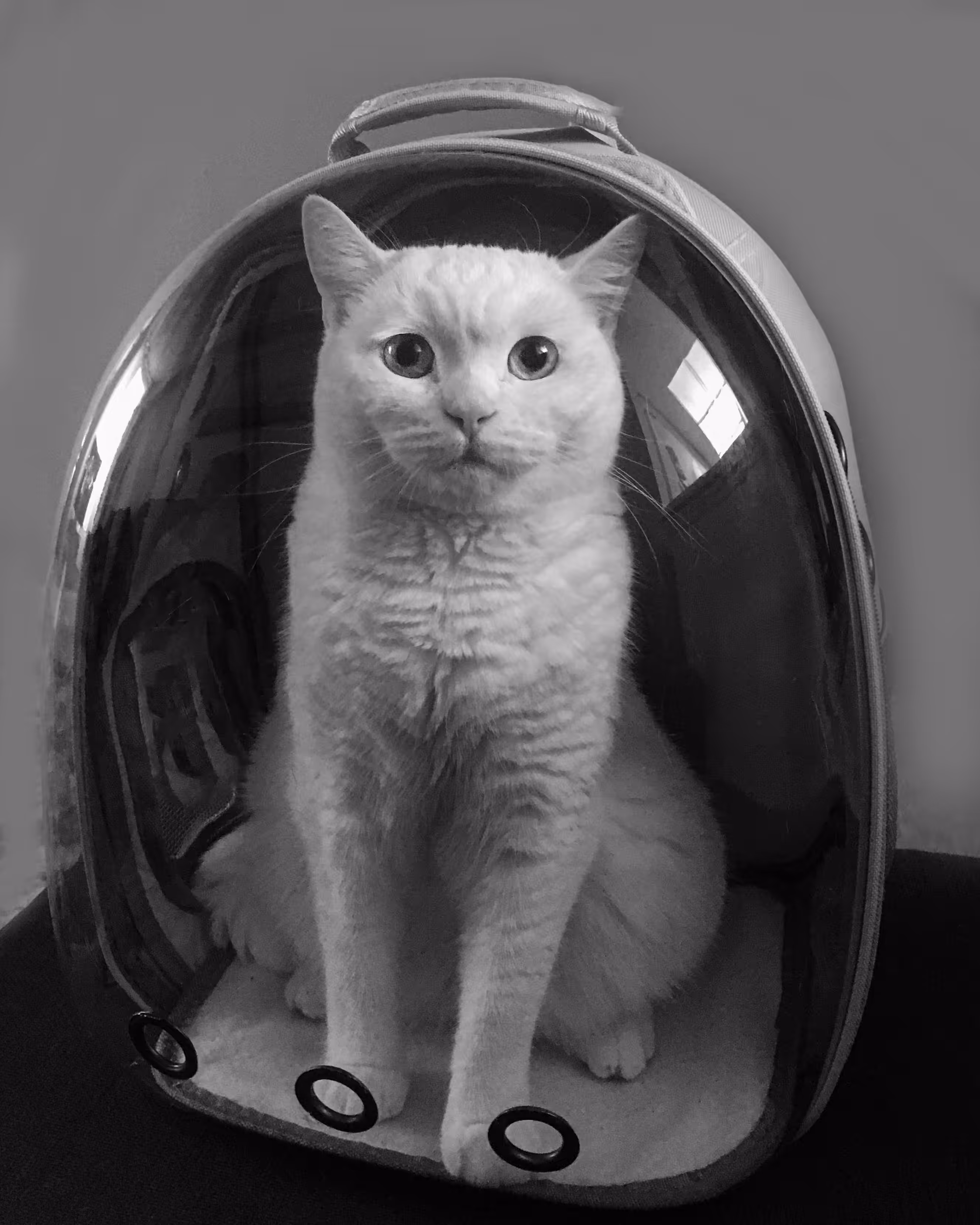  MARS CAT 