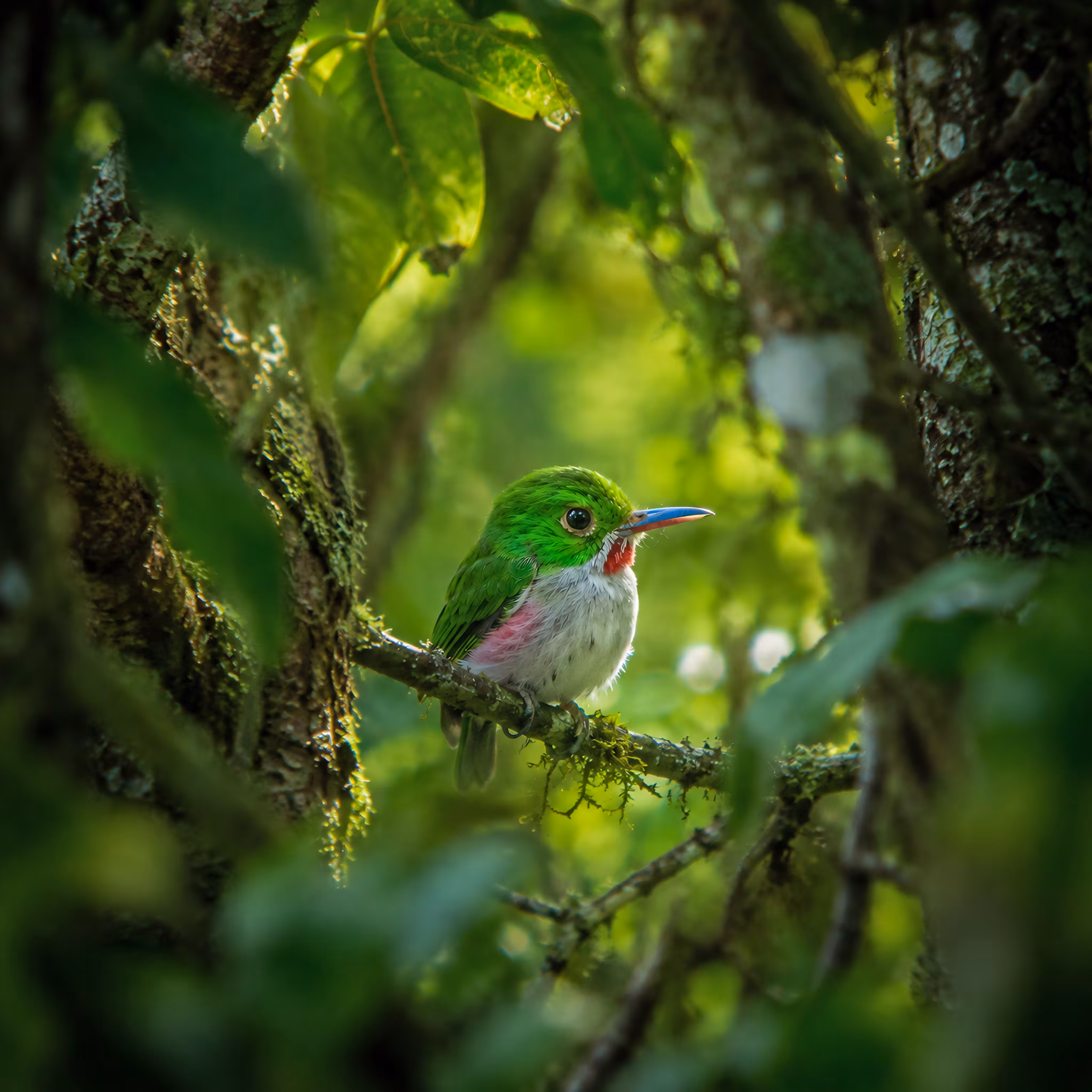 Life List of an AI Birder: Todus subulatus