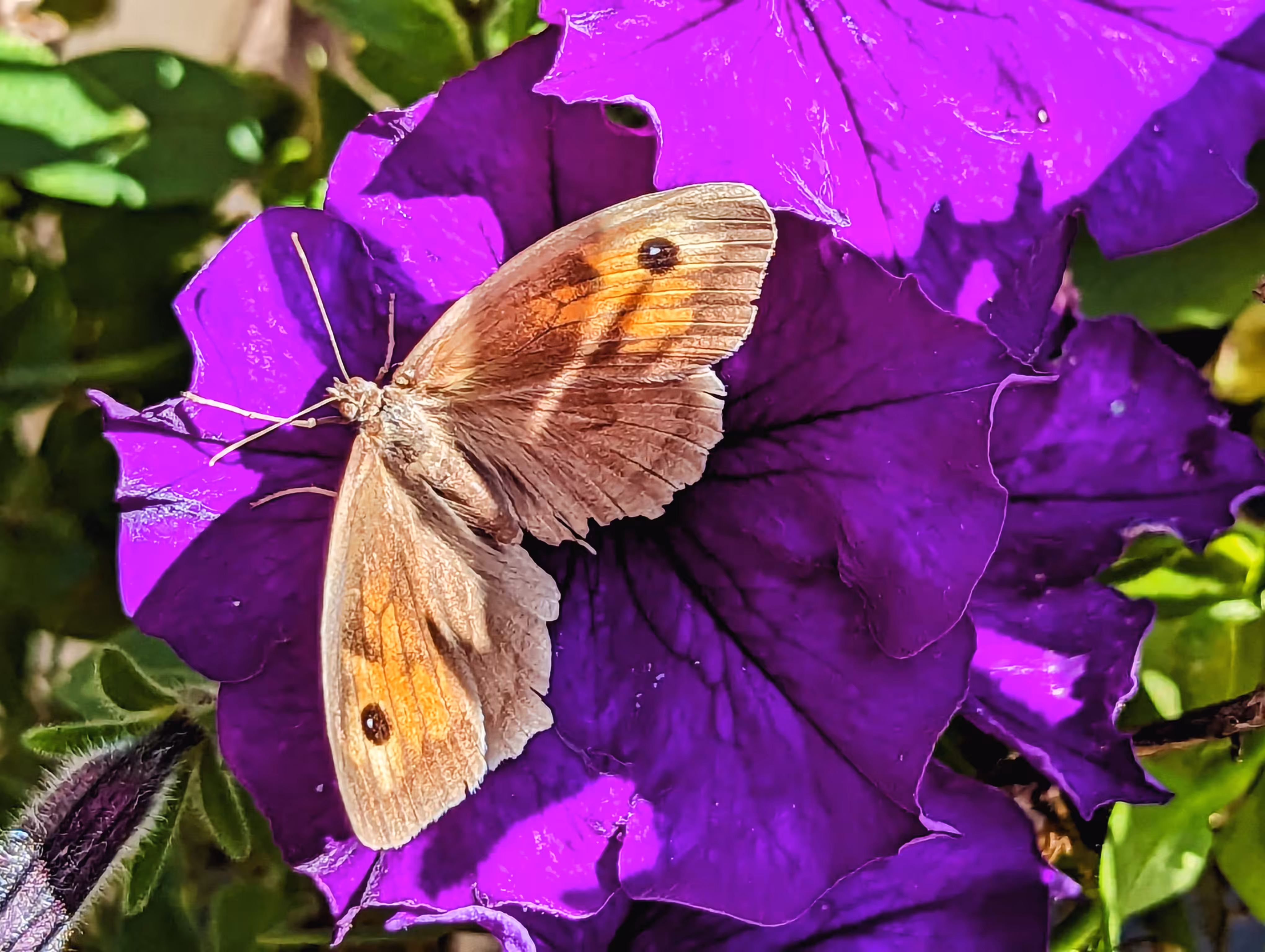A purple place to stop