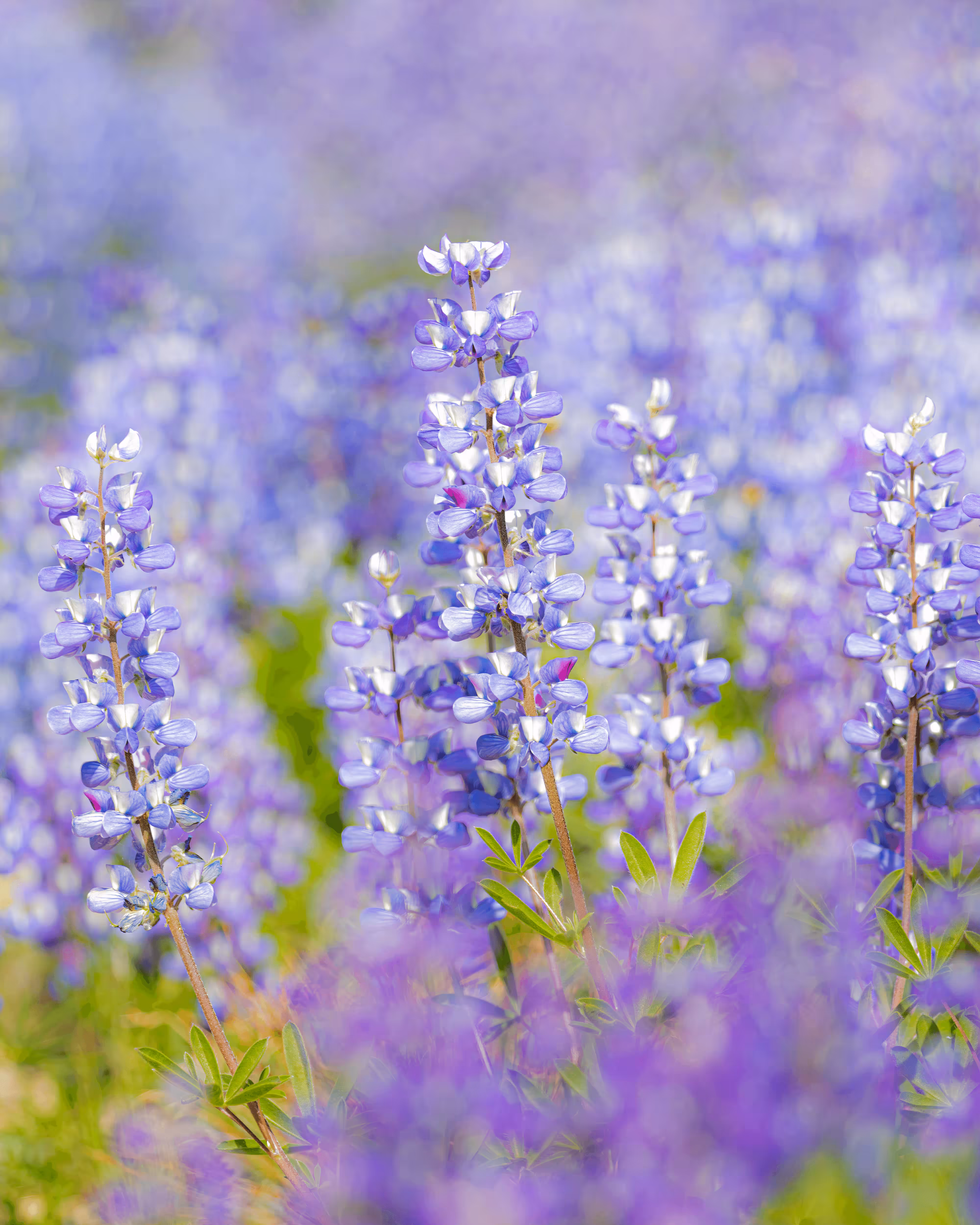 Lupine Fields by Eric Robison