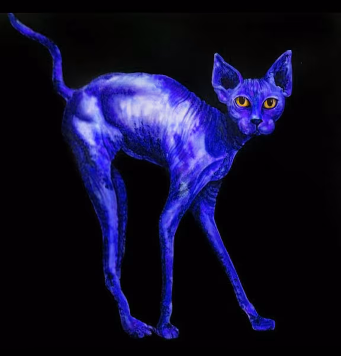 Blue cat with yellow eyes