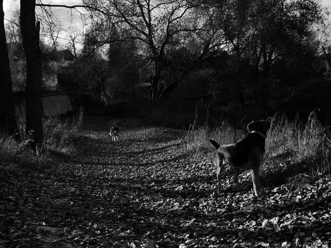 Dogs