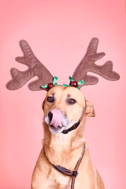 ReinDoggos: Hailey