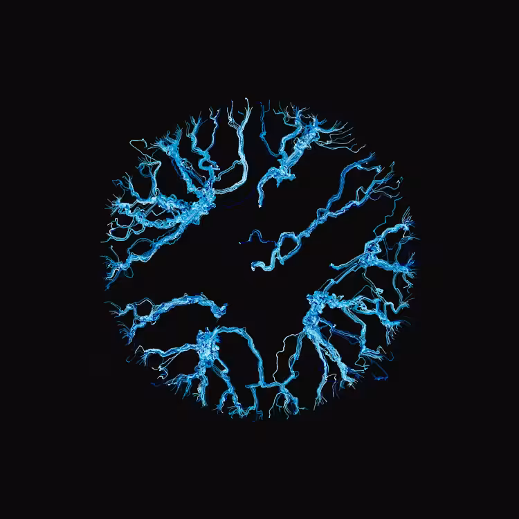 Ginseng #26