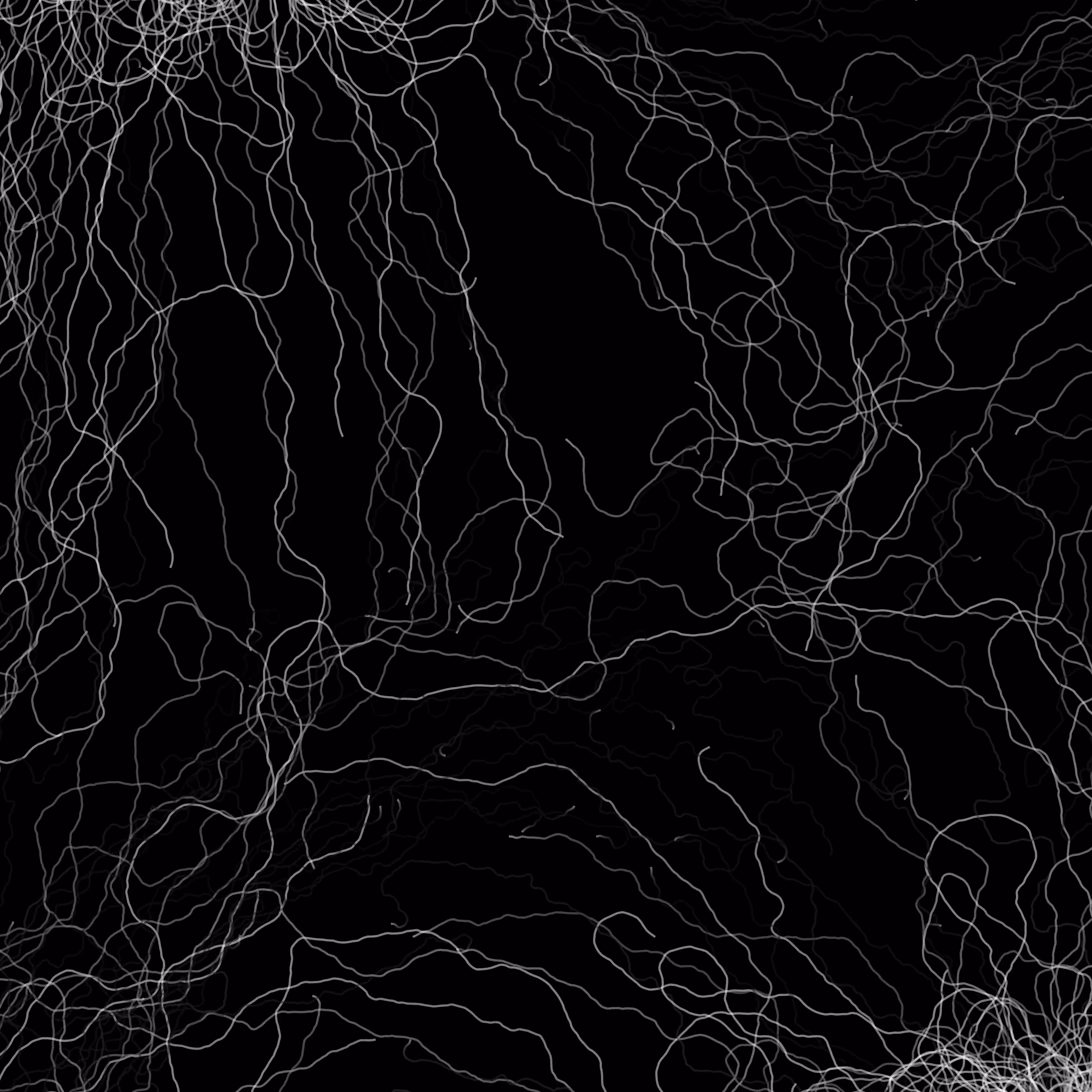 Phototaxis #597