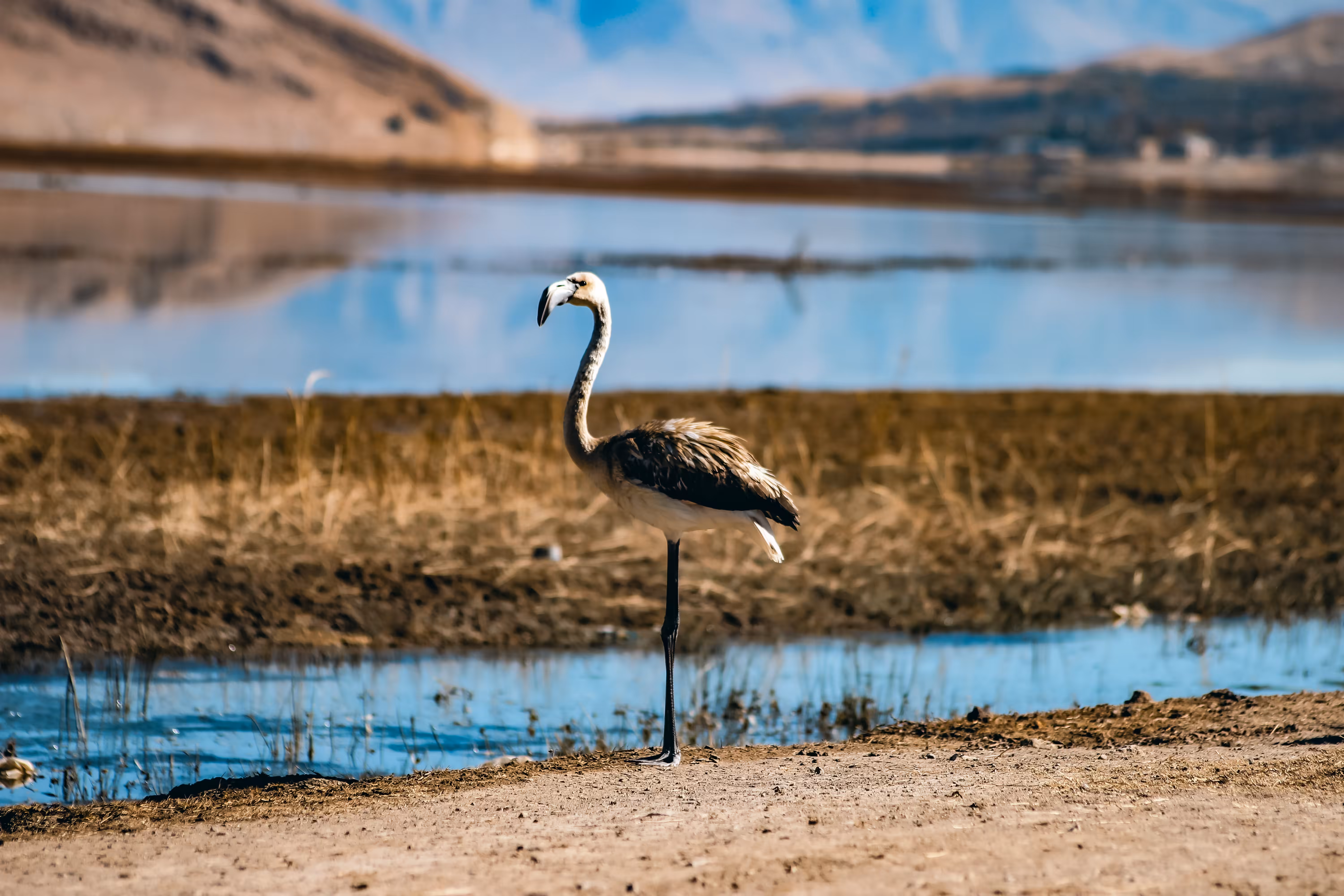 Flamingo #05