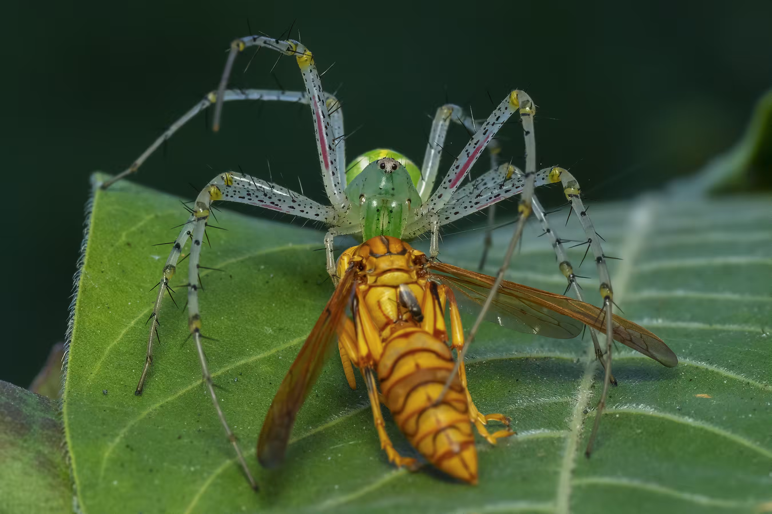 Macro & Close-up: Green Lynx Spider